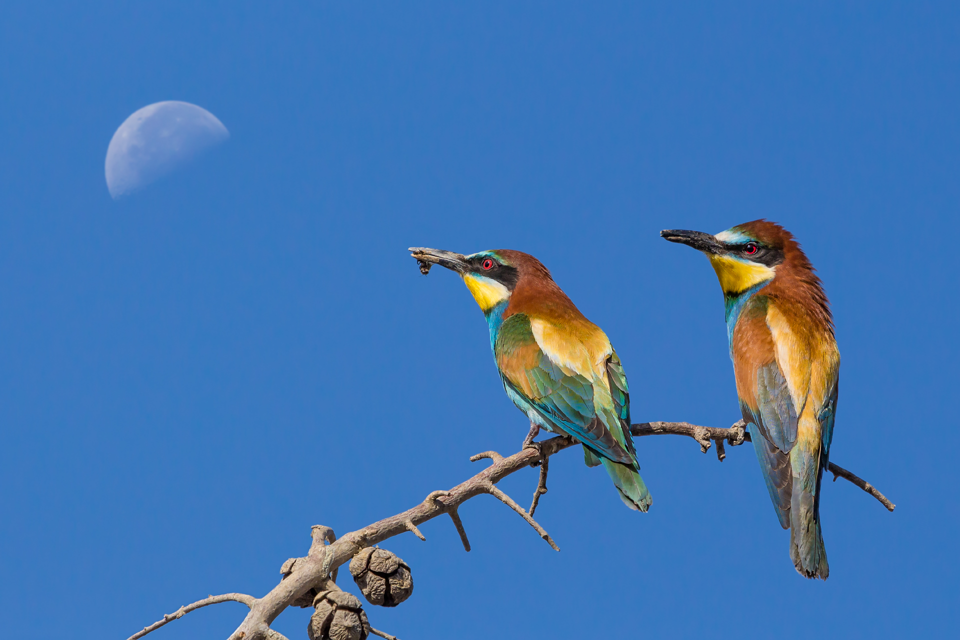 European Bee-eater