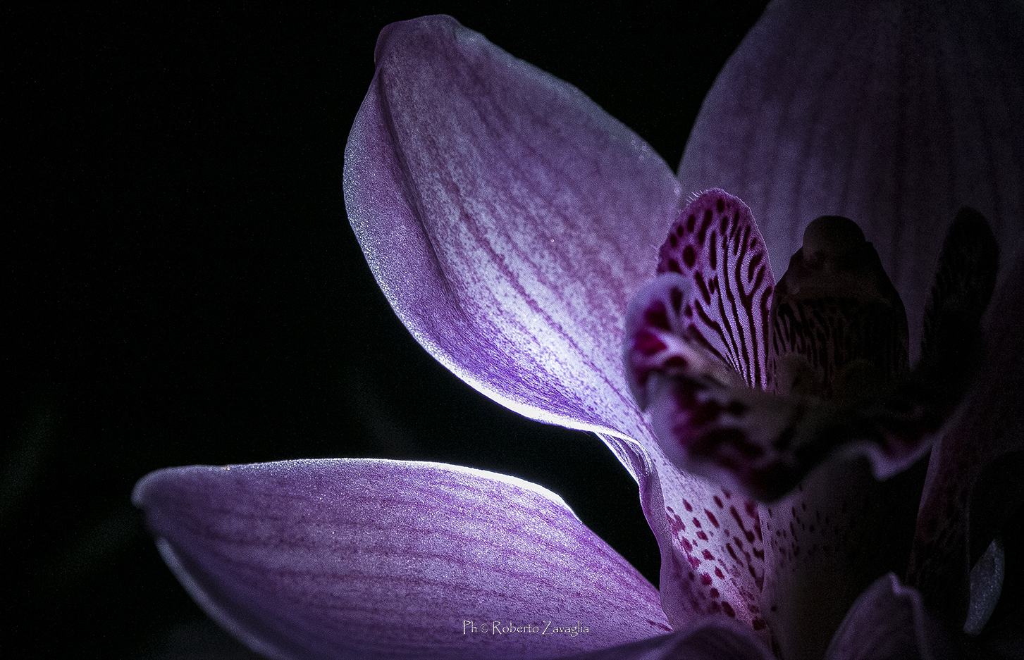 Orchid