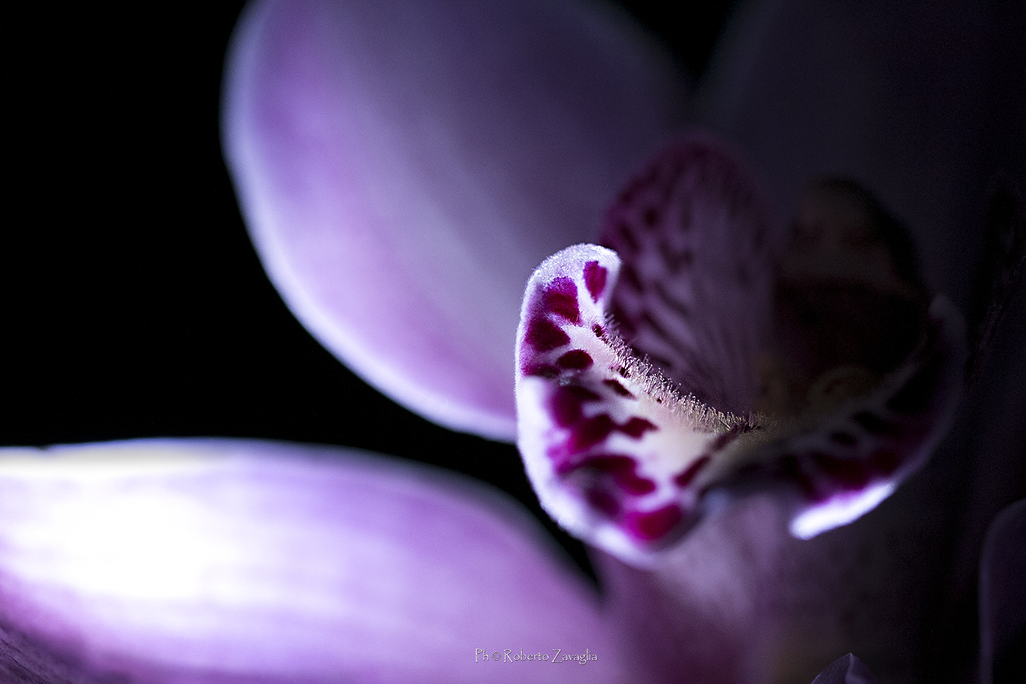 Orchid