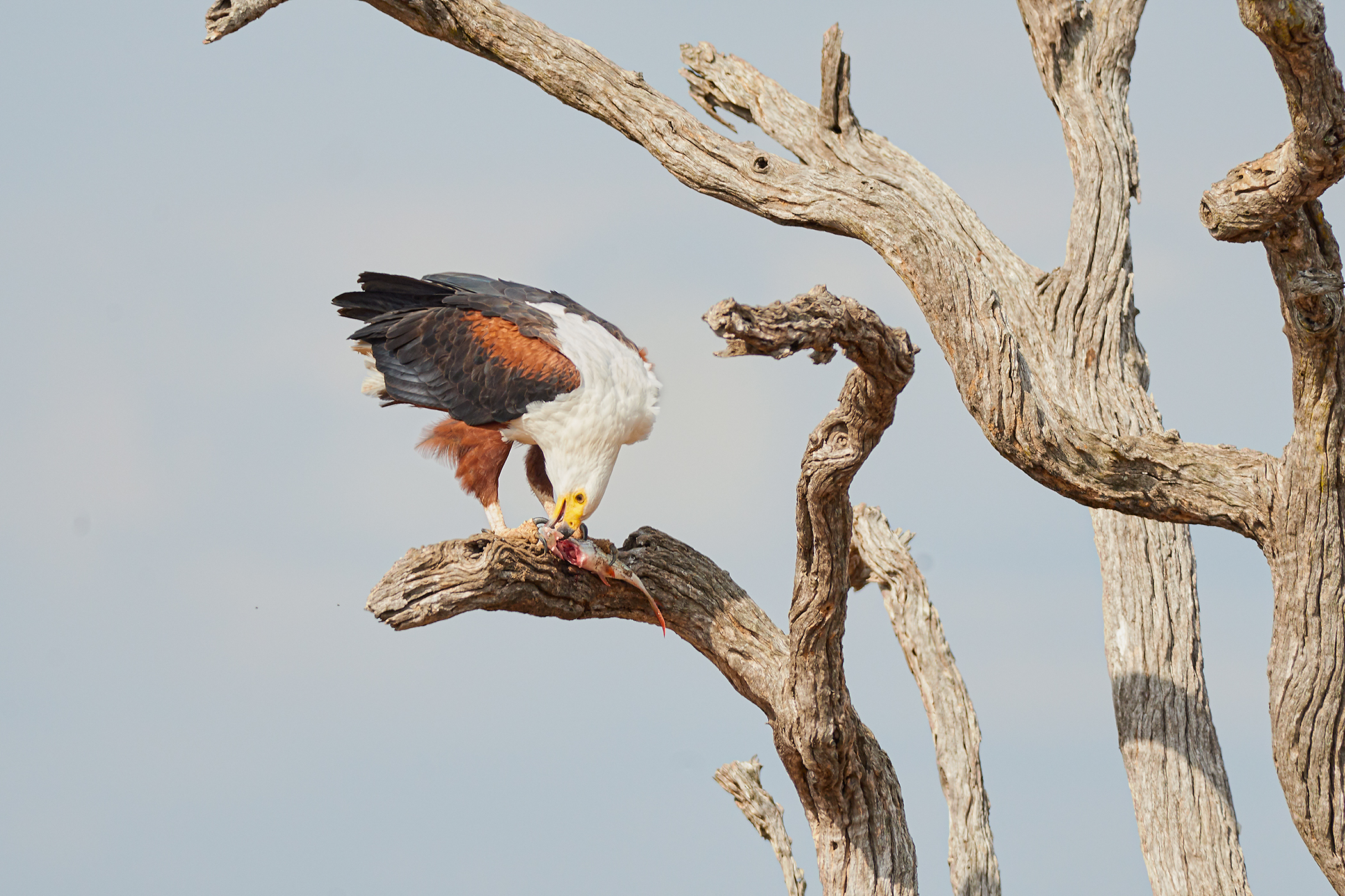 African Fish Eagle