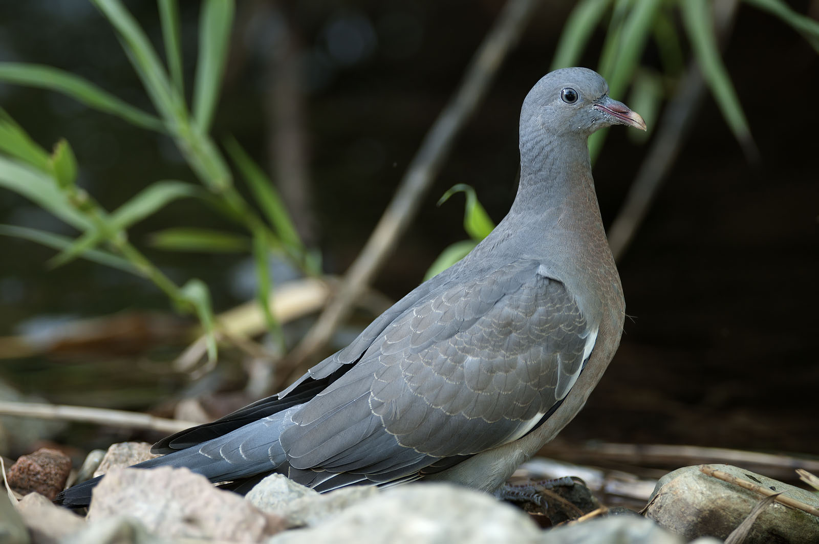 colombaccio involato