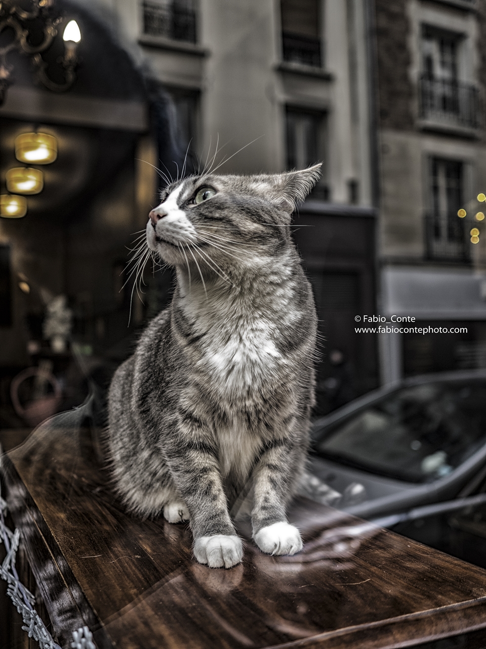 Le Café des chats Bastille, 9 rue Sedaine, Paris.