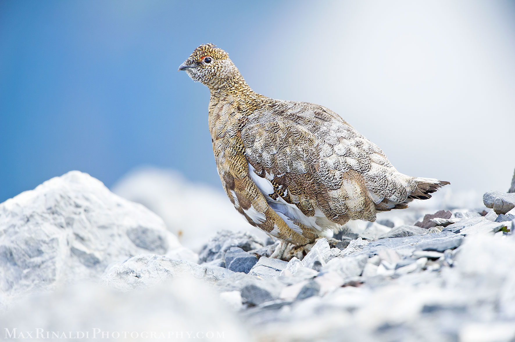 ptarmigan