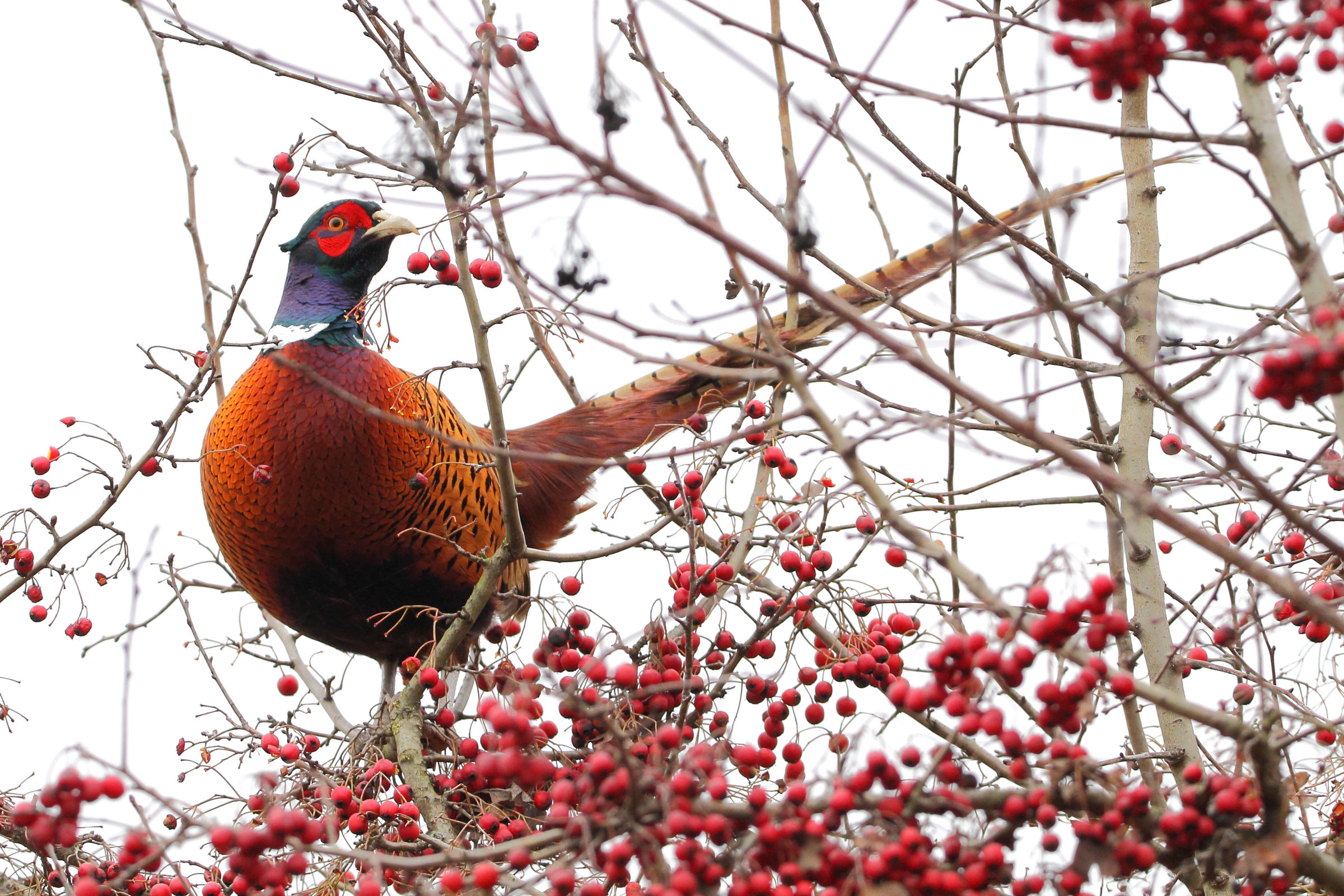 In perch robin! (Full picture)