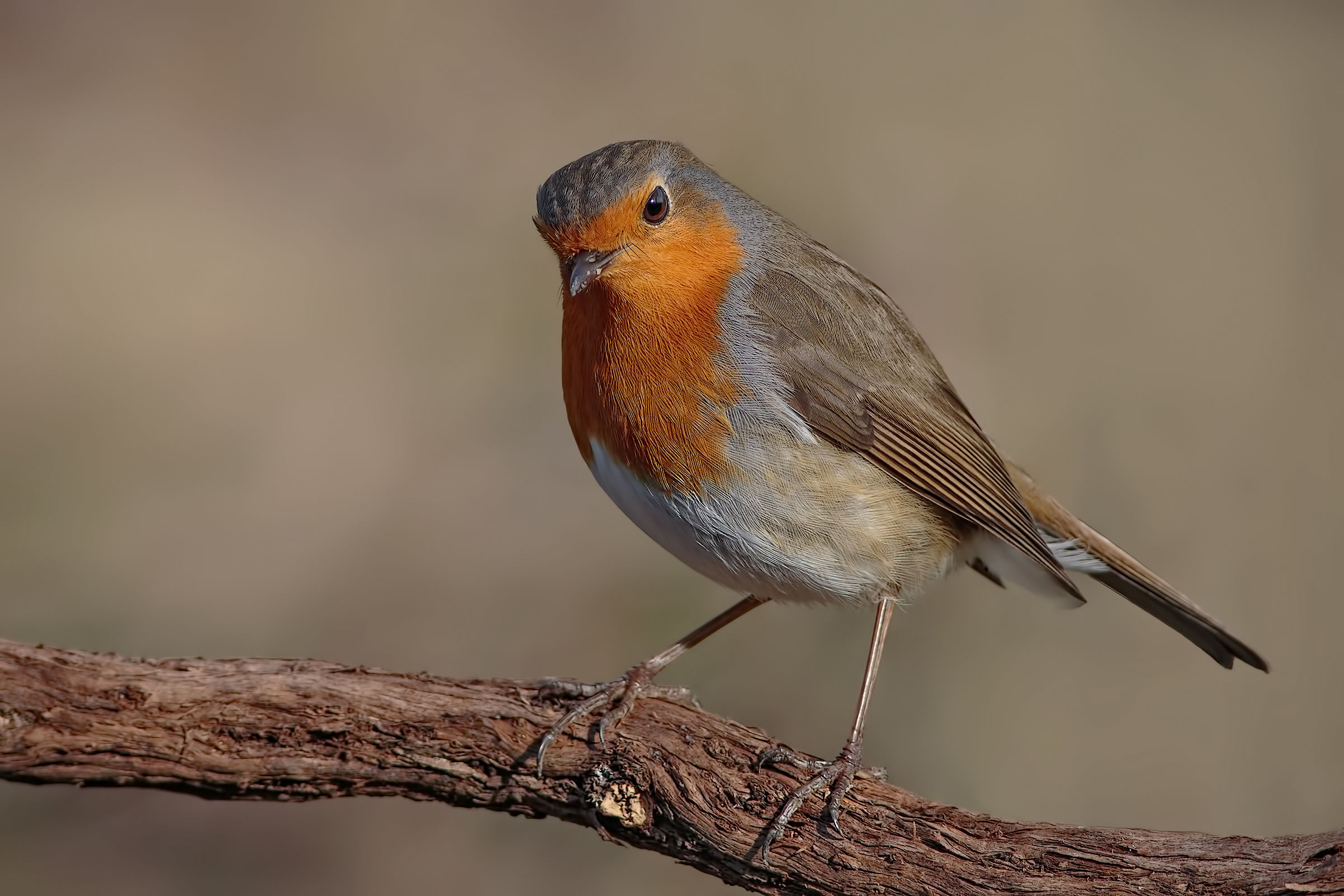 Robin (Erithacus rubecula)