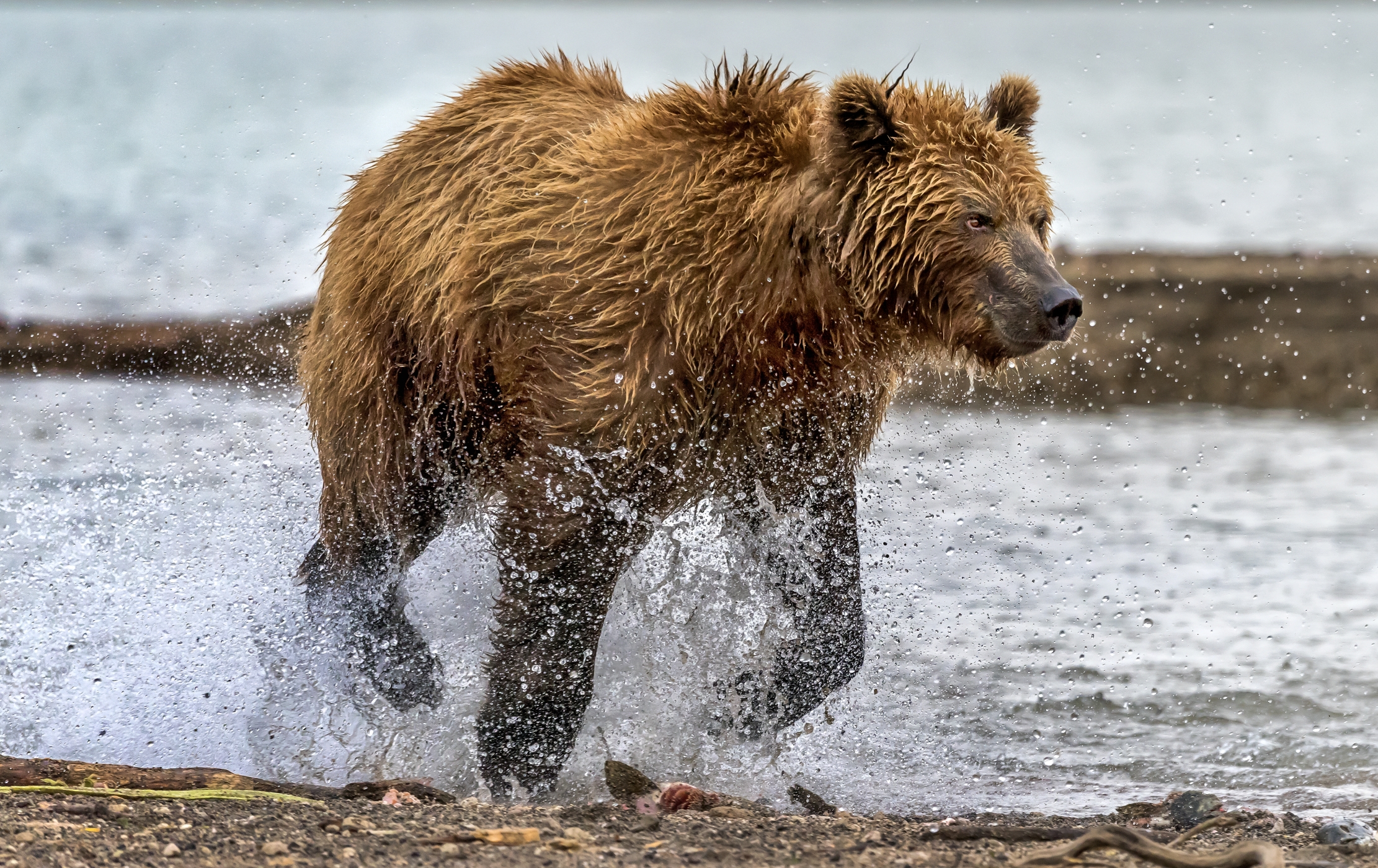 Kamchatka 2016 - Corsetta