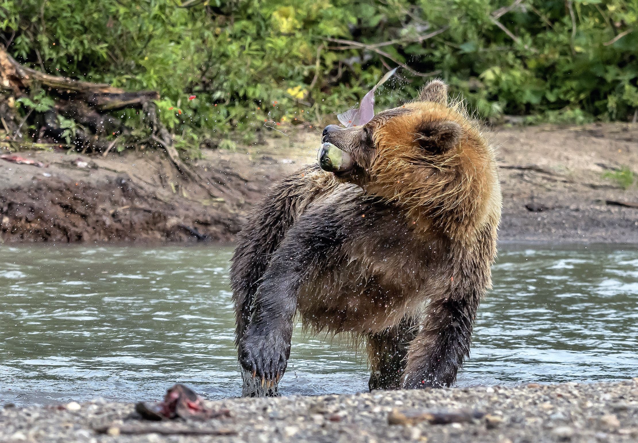 Kamchatka 2016 - Shaking and fishing