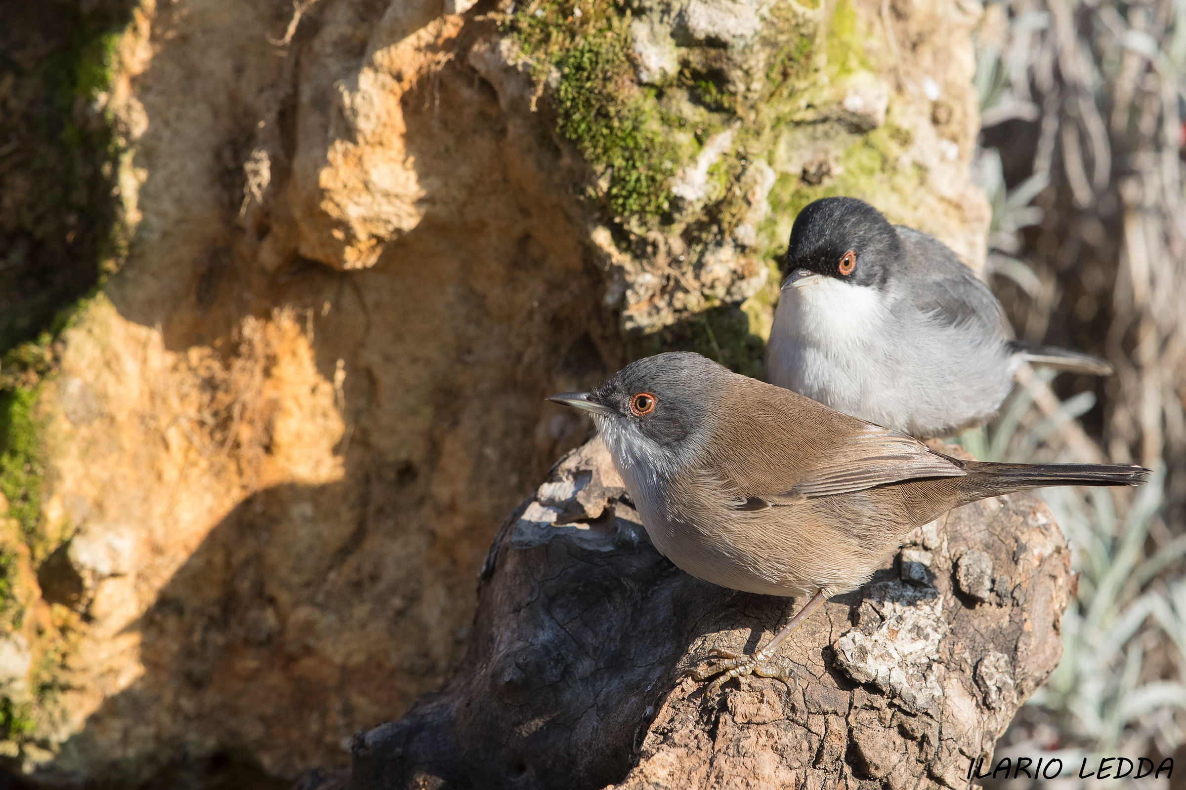 lui e lei - occhiocotto