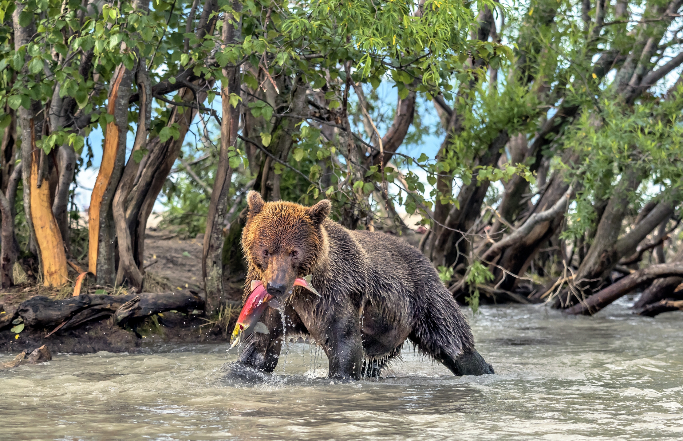 Kamchatka 2016 - Shaking