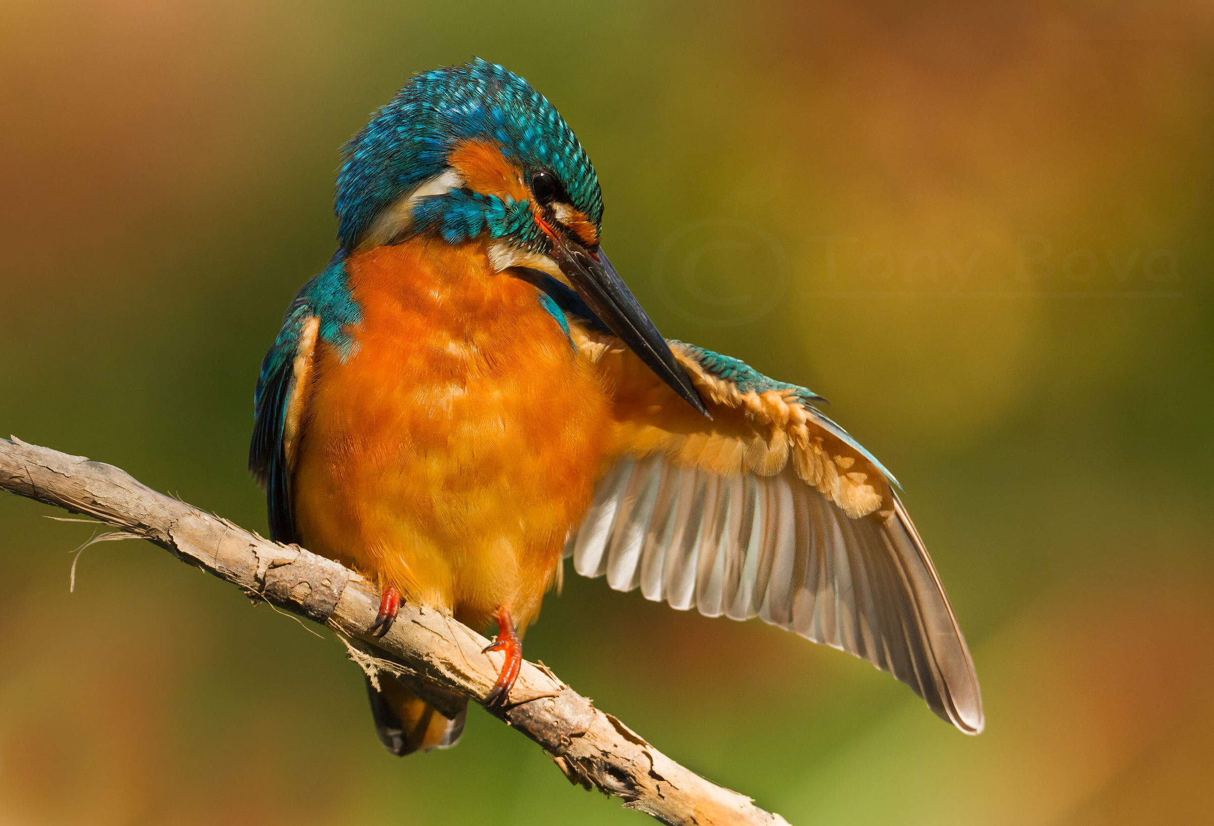 Christmas cleaning ...