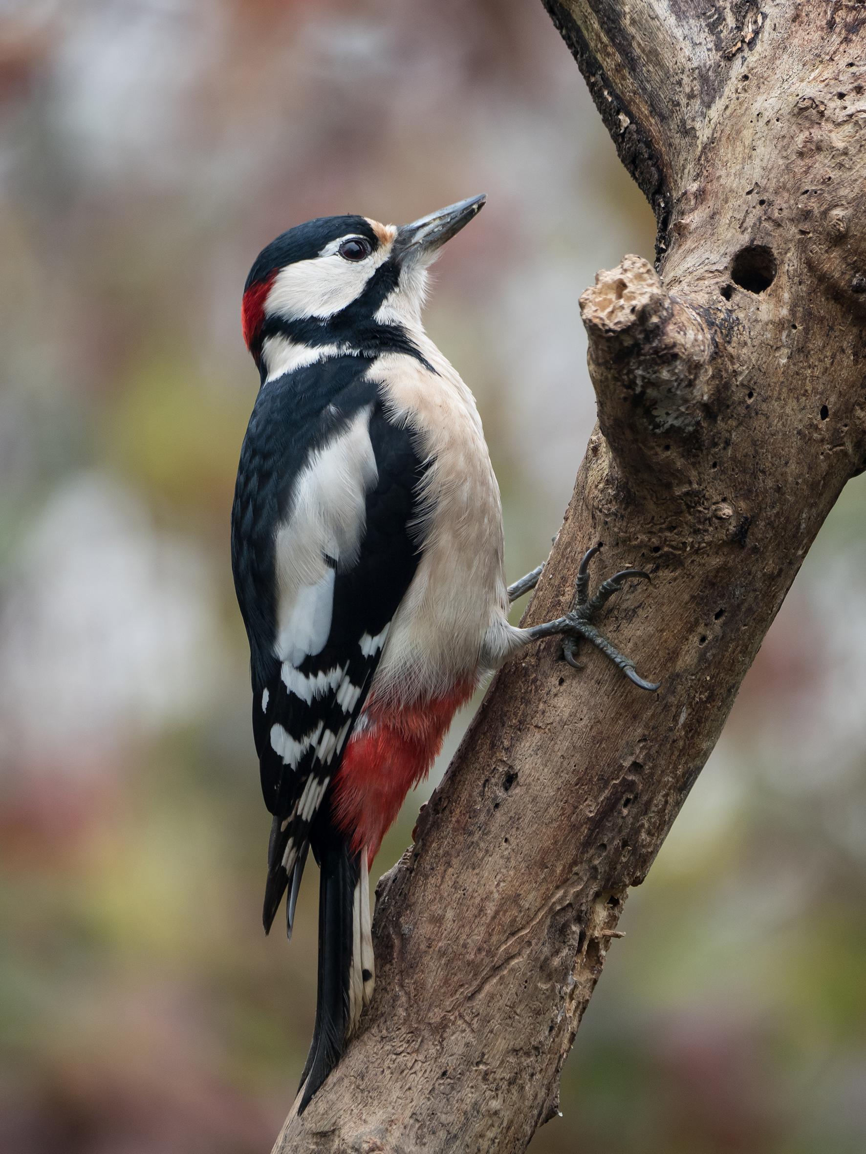 Now I make even the 'right eye ...