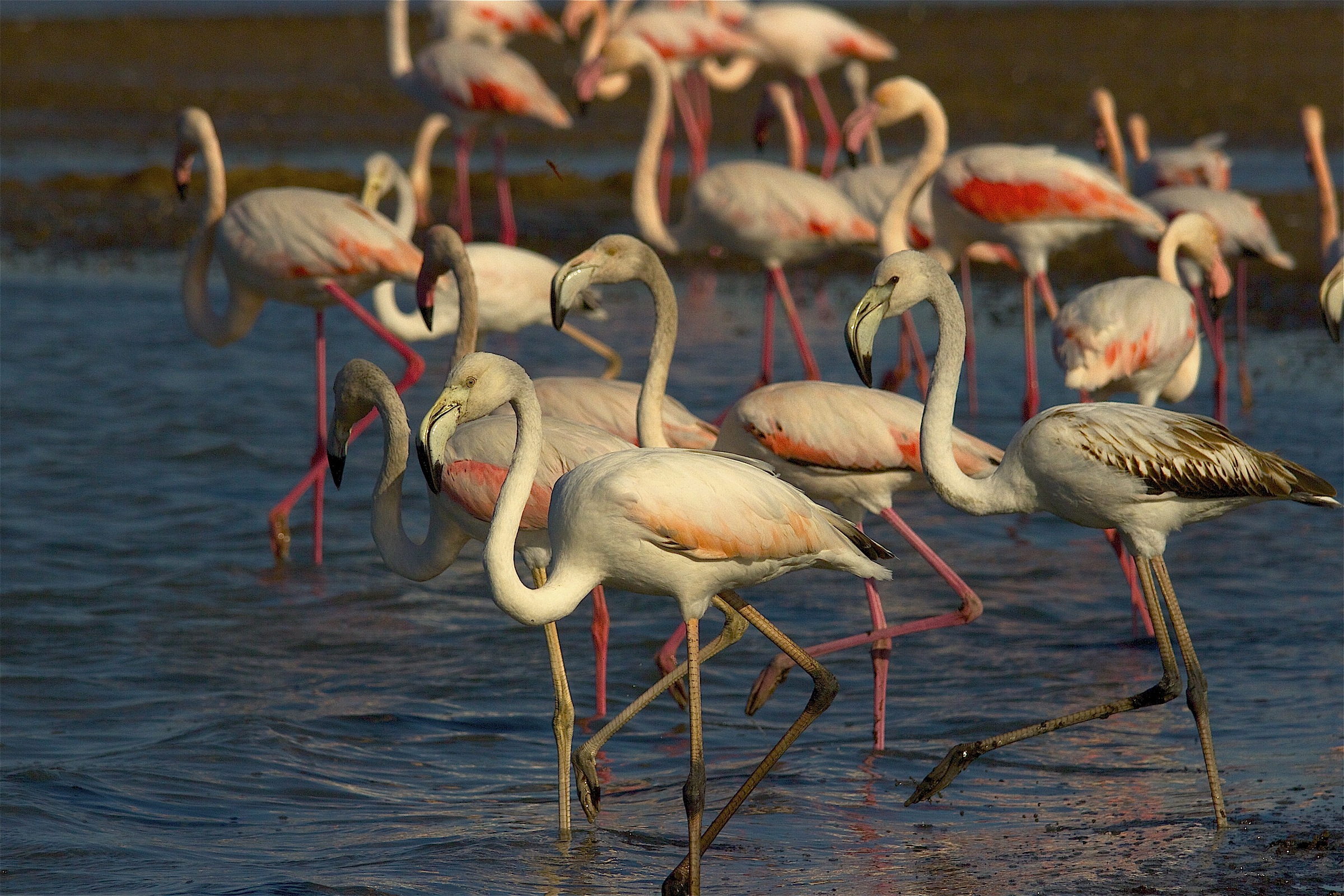 now everyone to do the bagnooo!