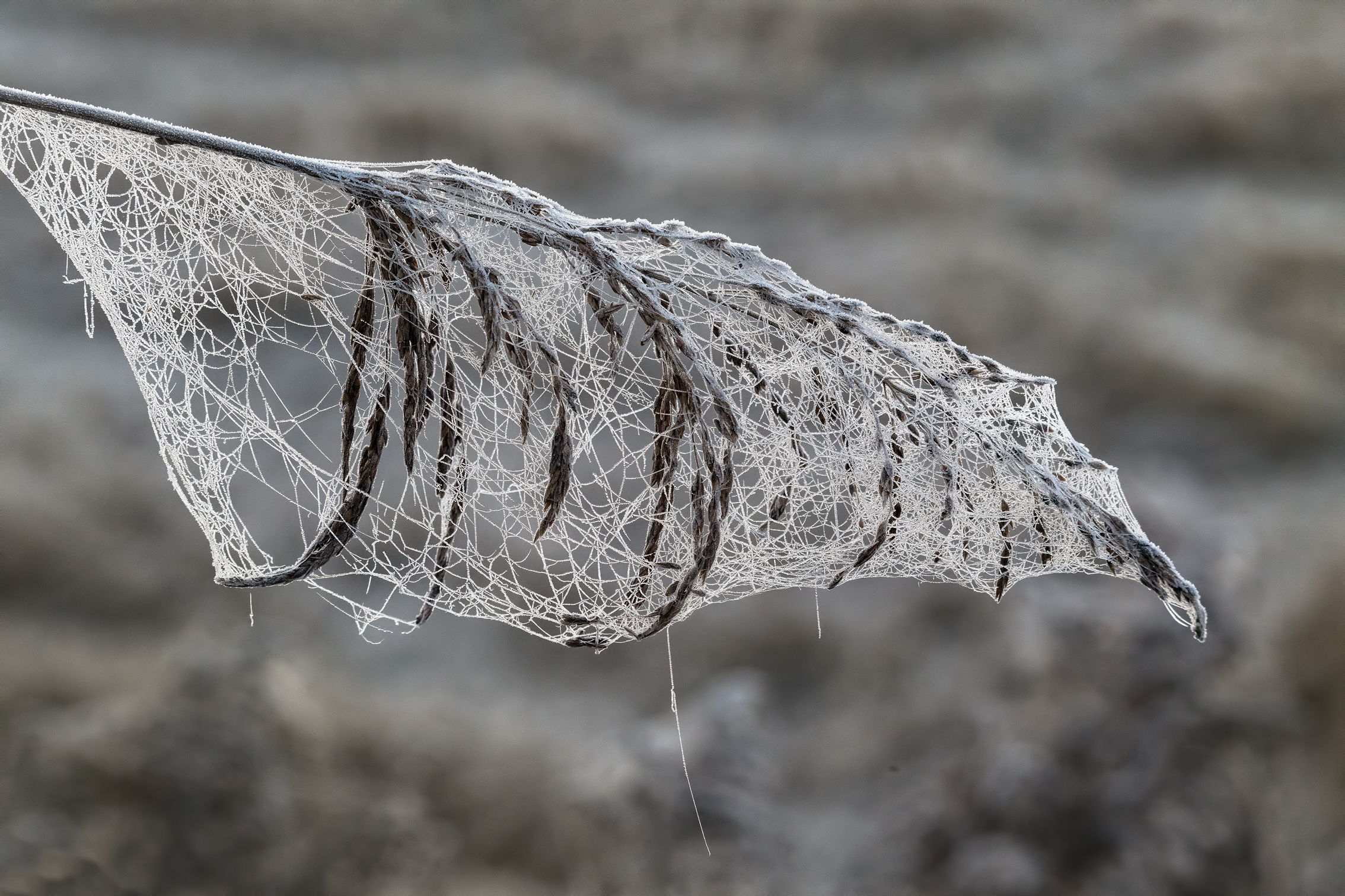 the ragratela that envelops the frost freezes the embrace