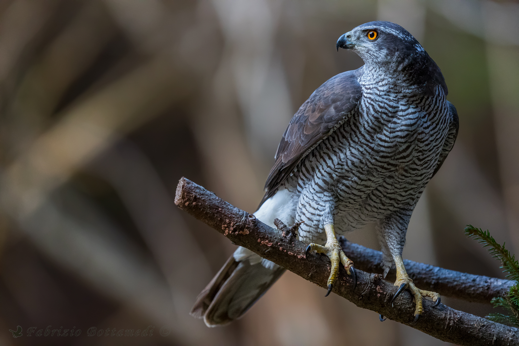 Goshawk