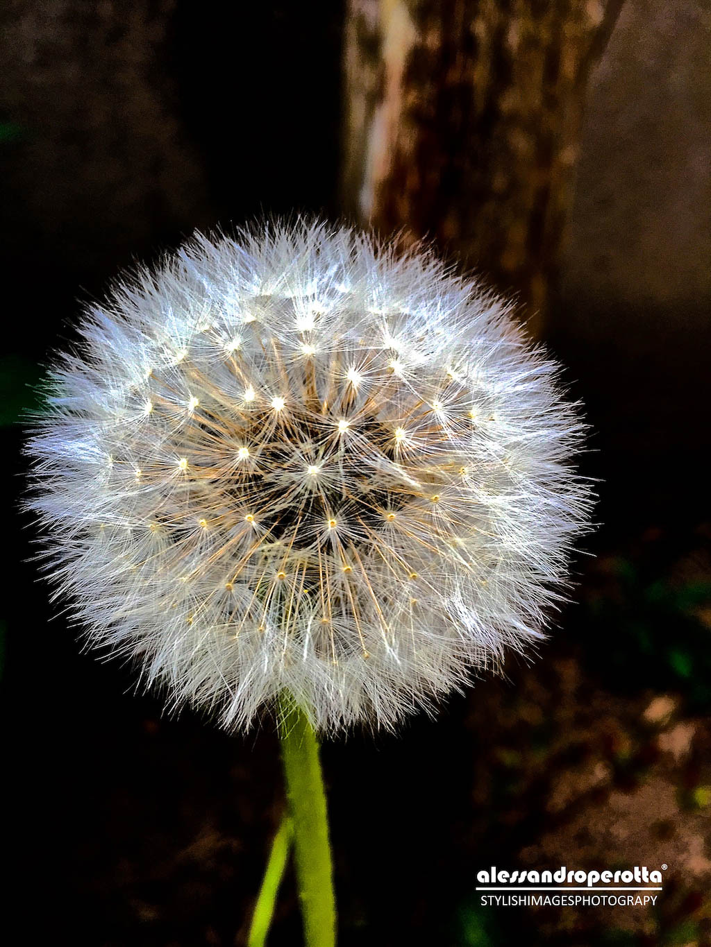 dandelion