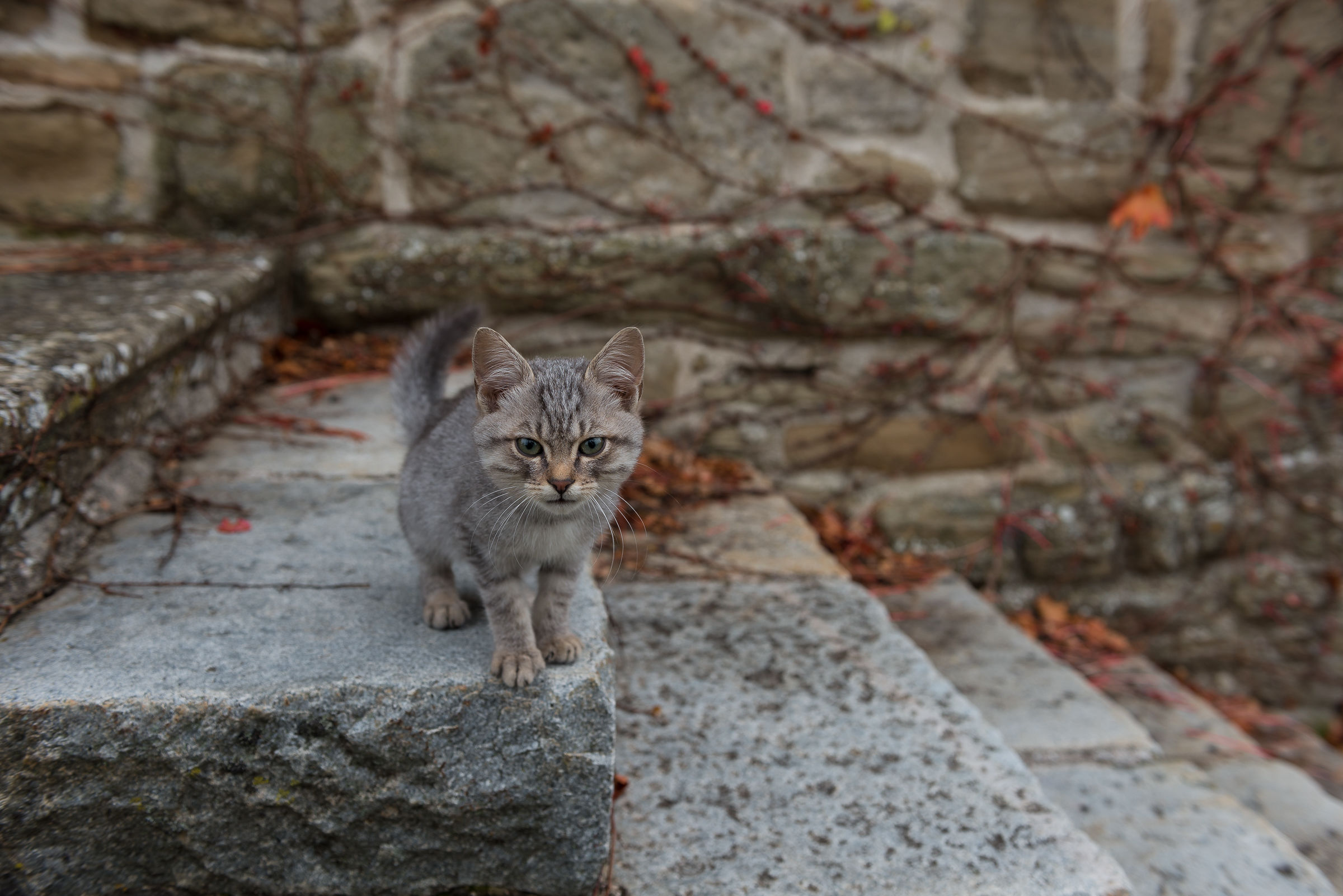 I was adopted by Pancho