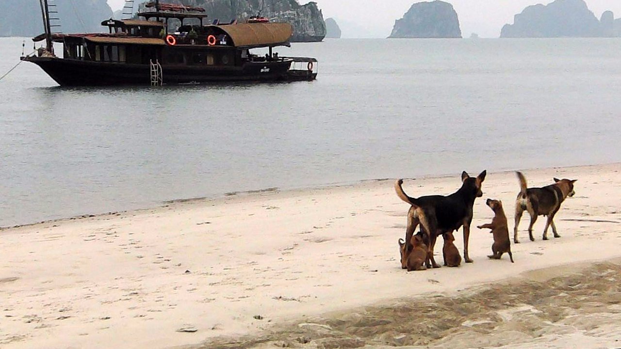 "Vita da cani" ma ... alla Baia di Halong