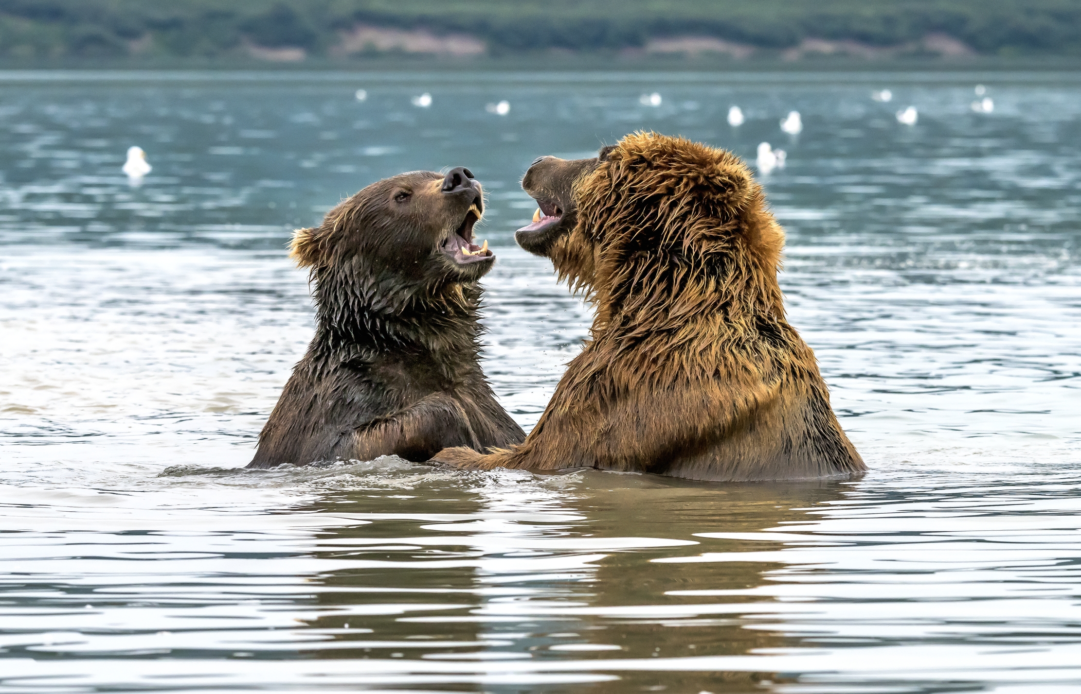 Kamchatka 2016 - Dialoghi