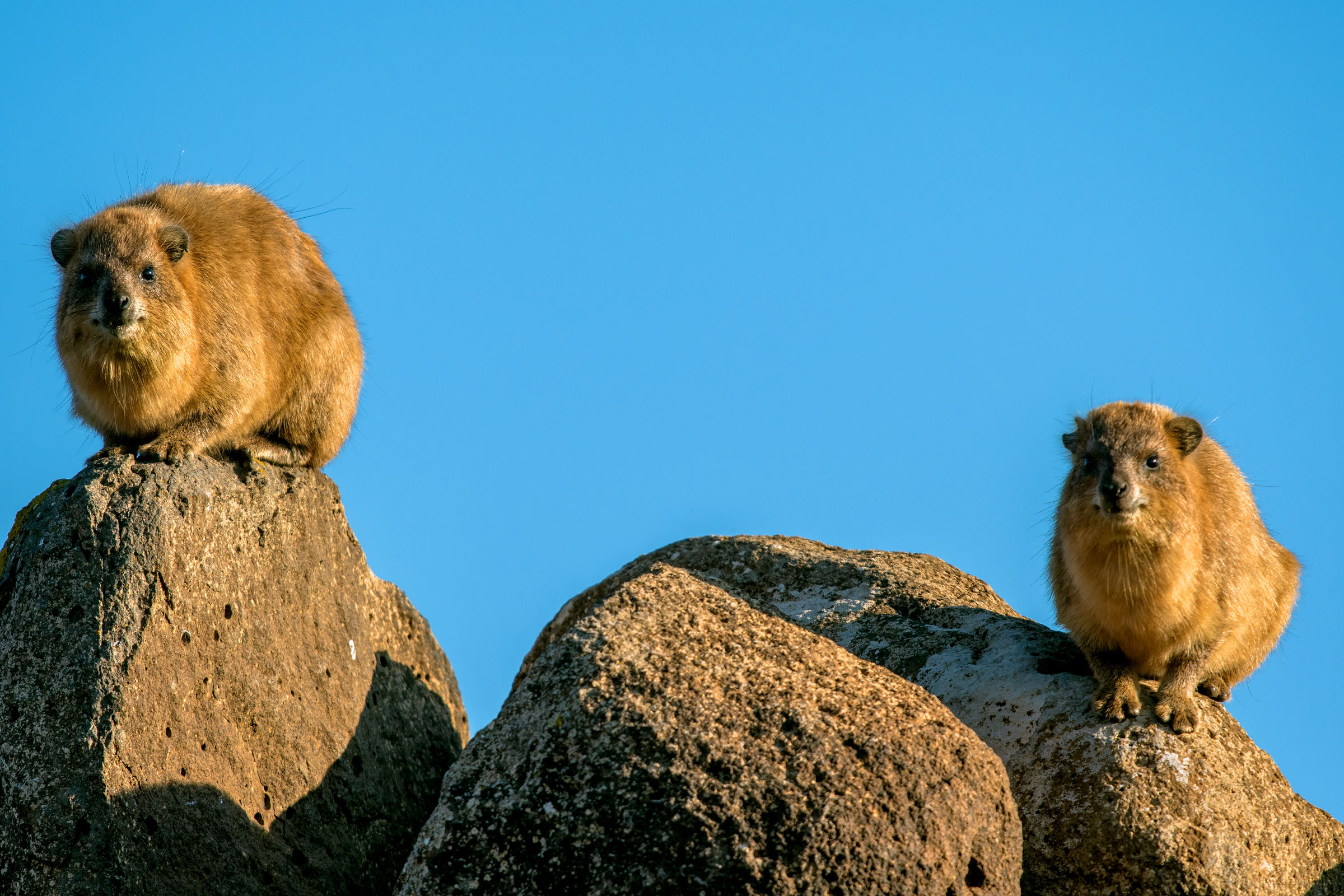 rock hyrax