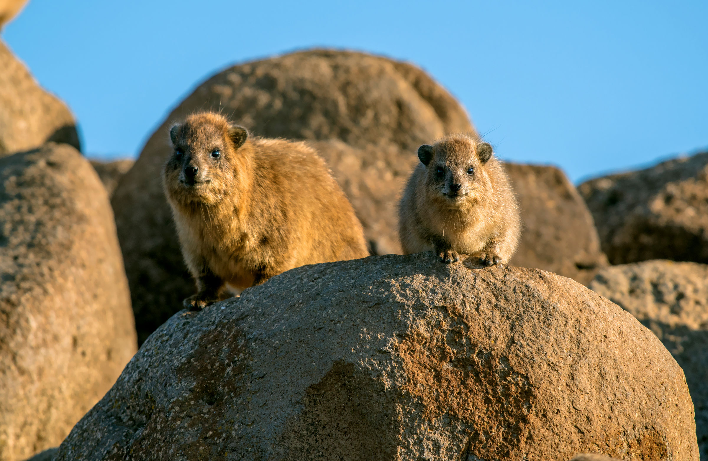 rock hyrax
