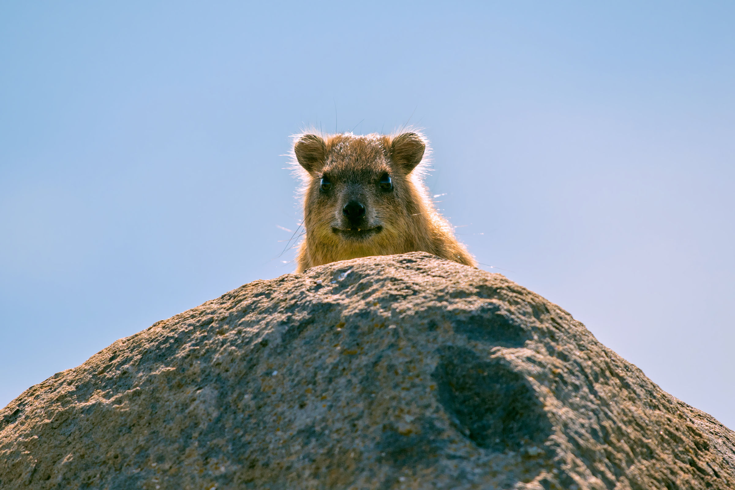 rock hyrax