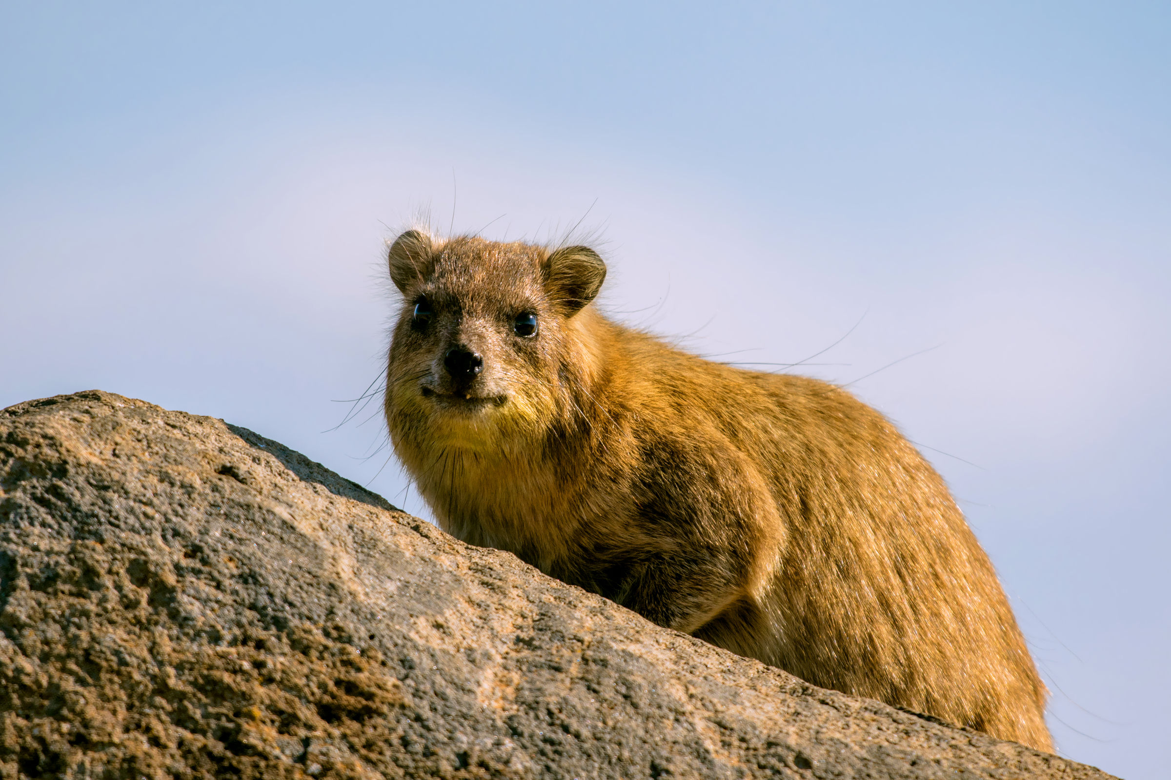rock hyrax