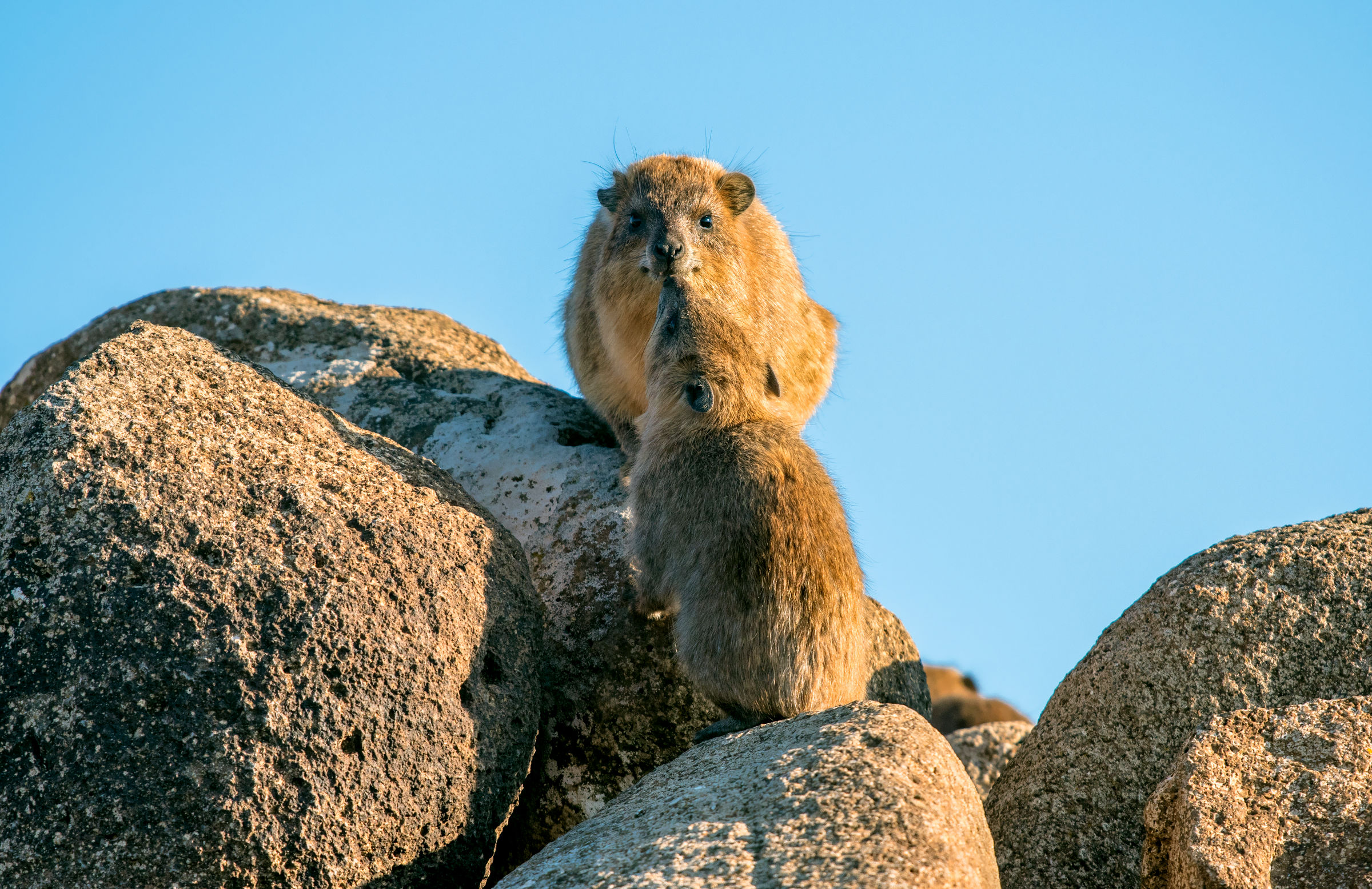 rock hyrax