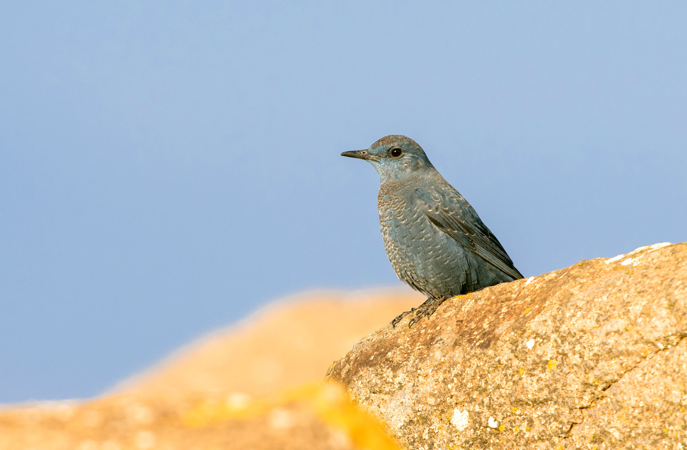 blue rock thrush