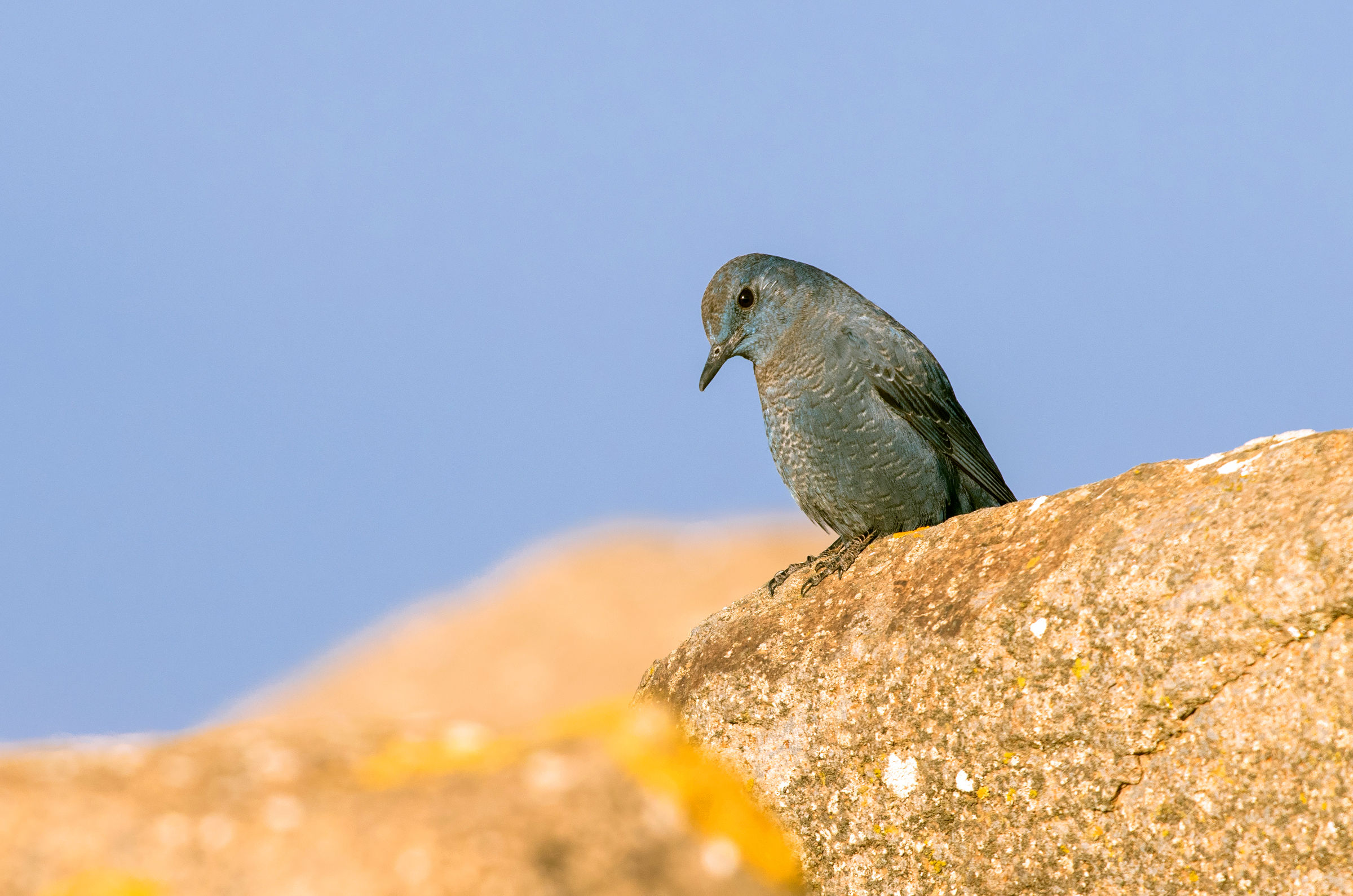 blue rock thrush