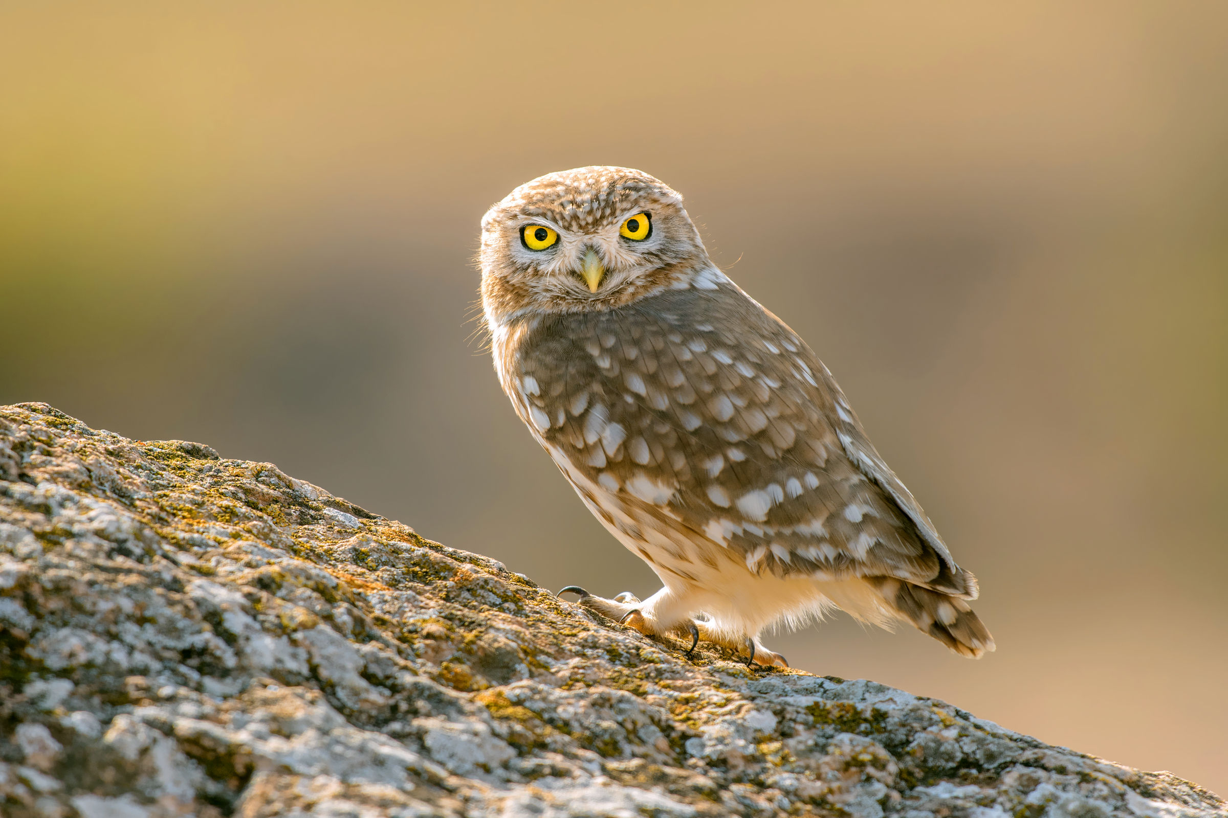 little owl