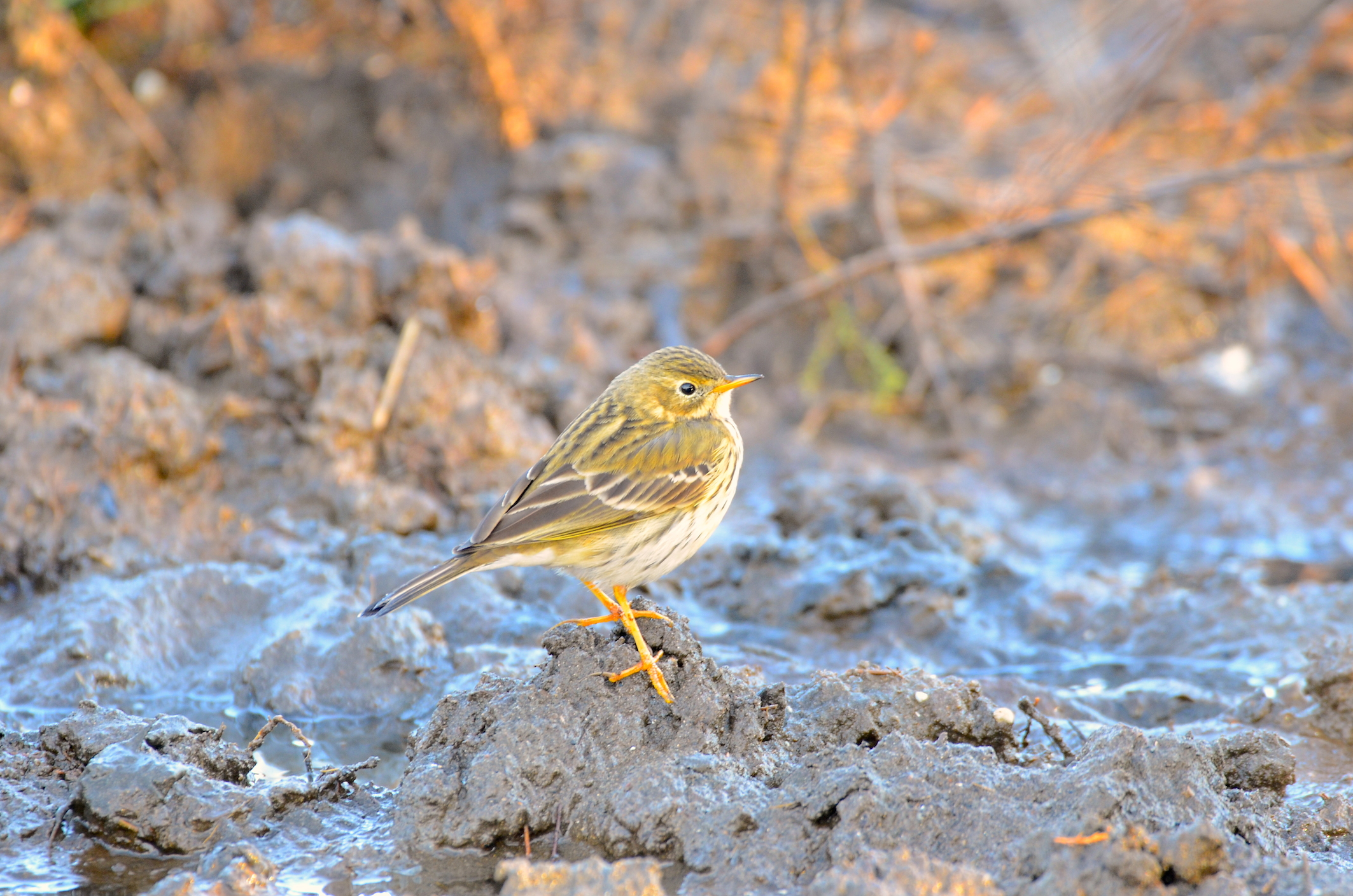 Pispola ( Anthus pratensis)