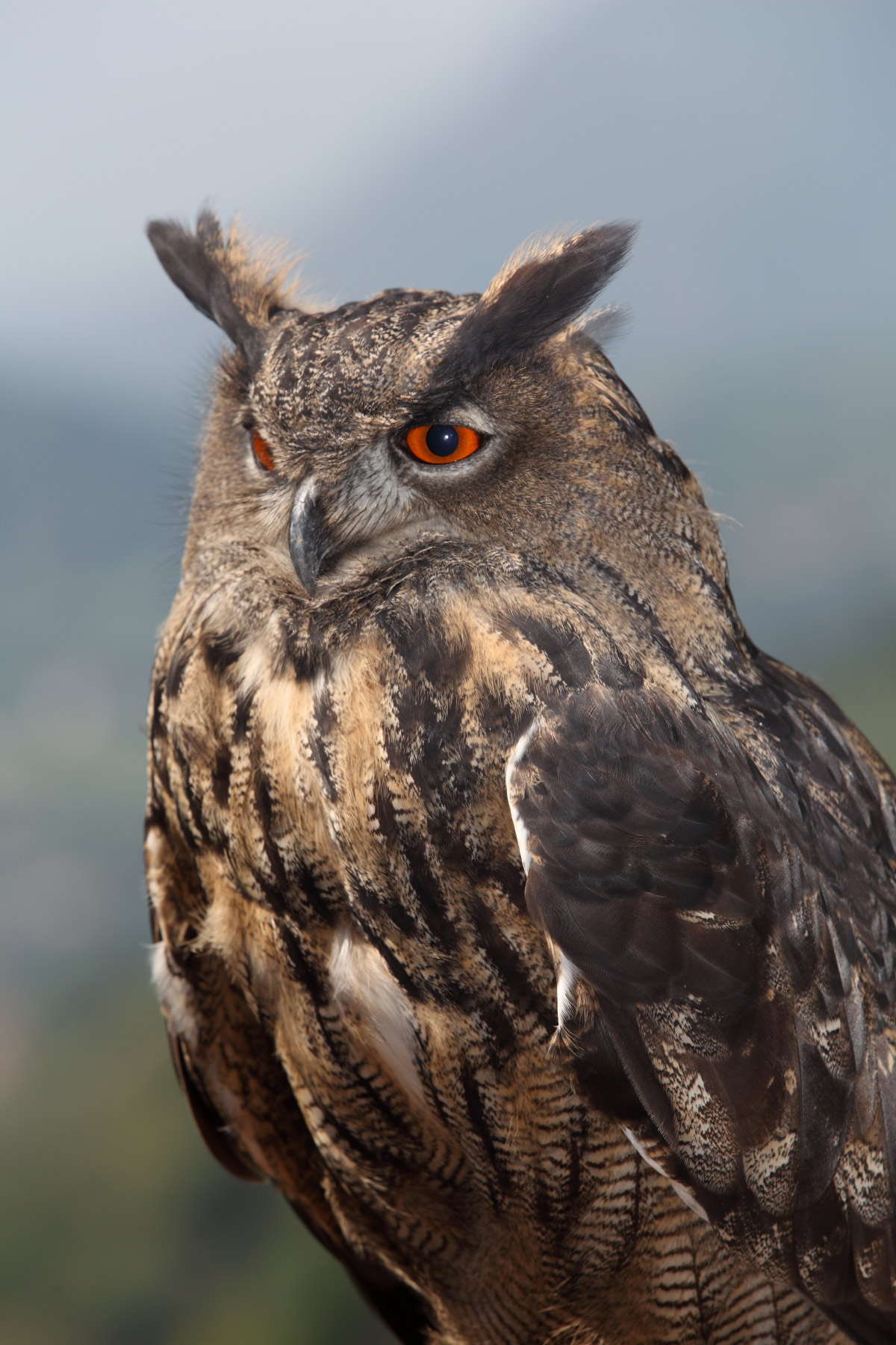 Eagle Owl