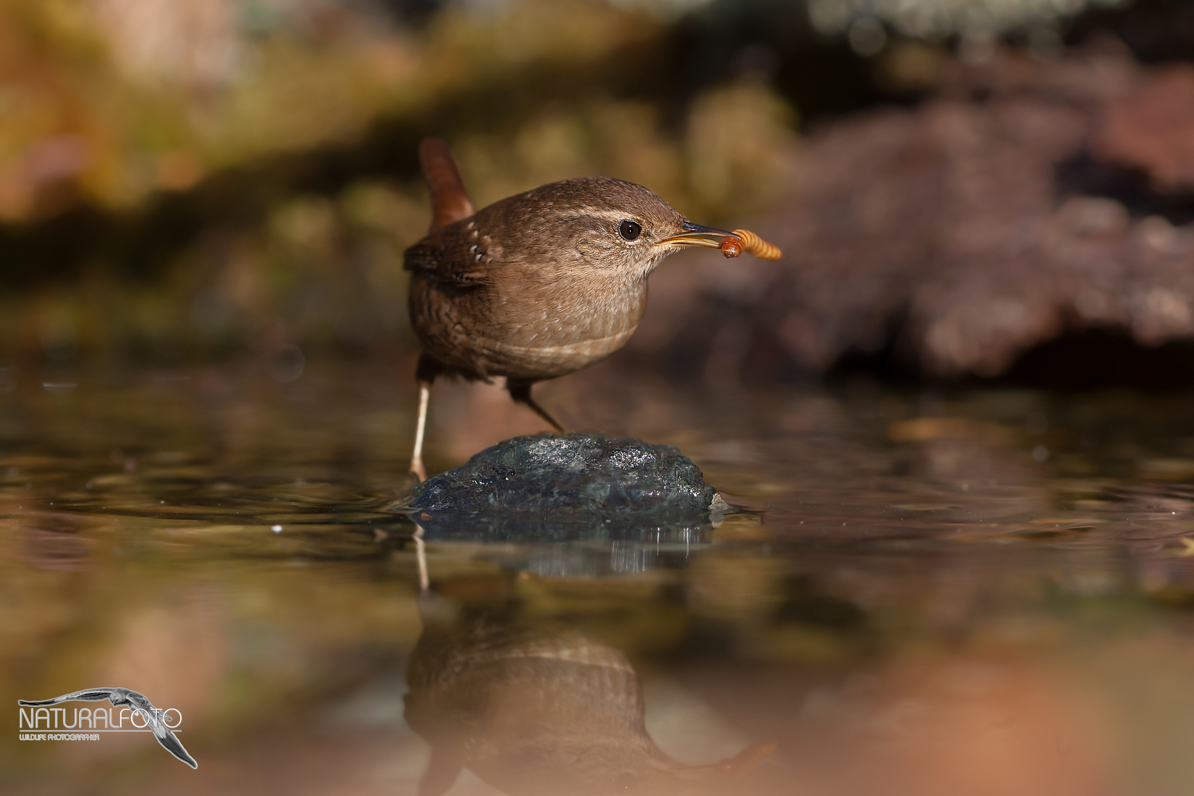 wren acqualoiato