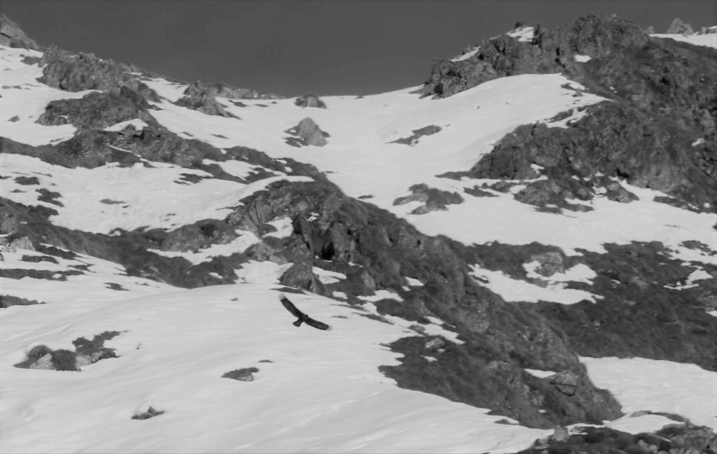 Aquila reale in volo a dicembre