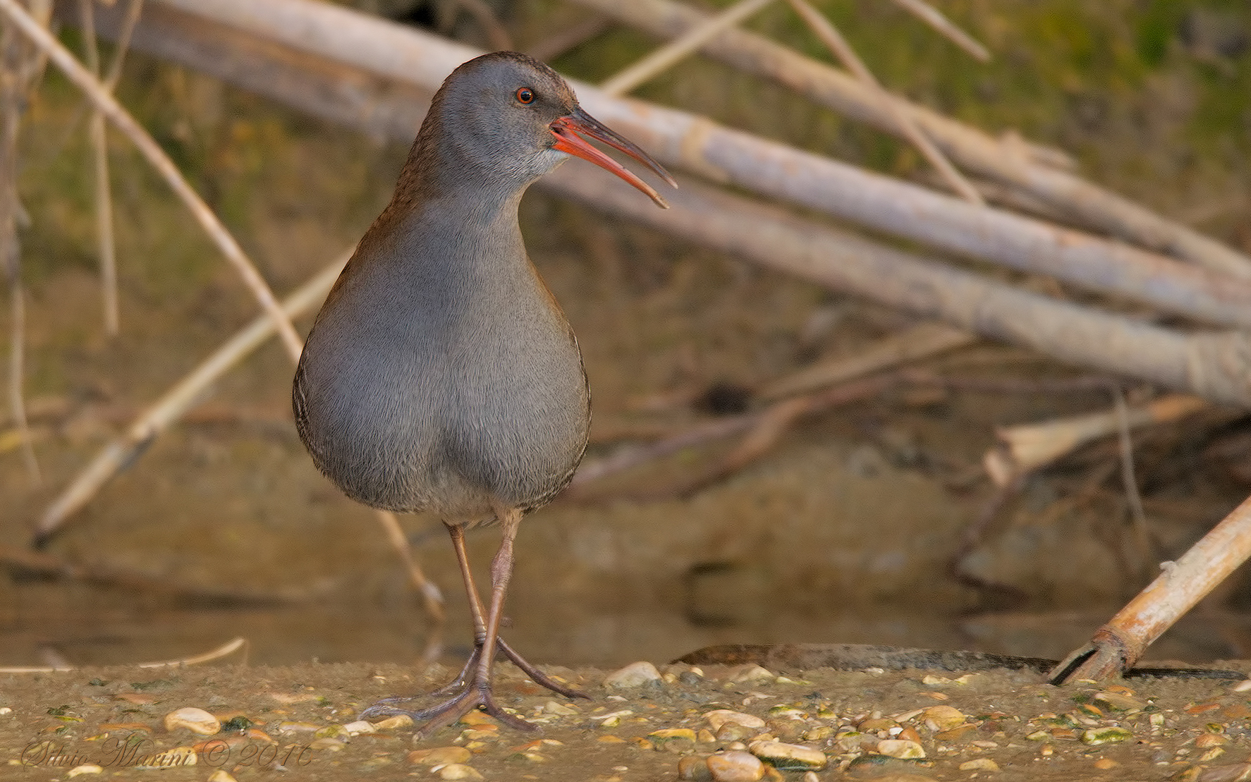 Porciglione (Rallus acquaticus)