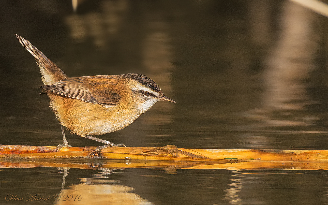 Forapaglie castagnolo (Acrocephalus melanopogon)