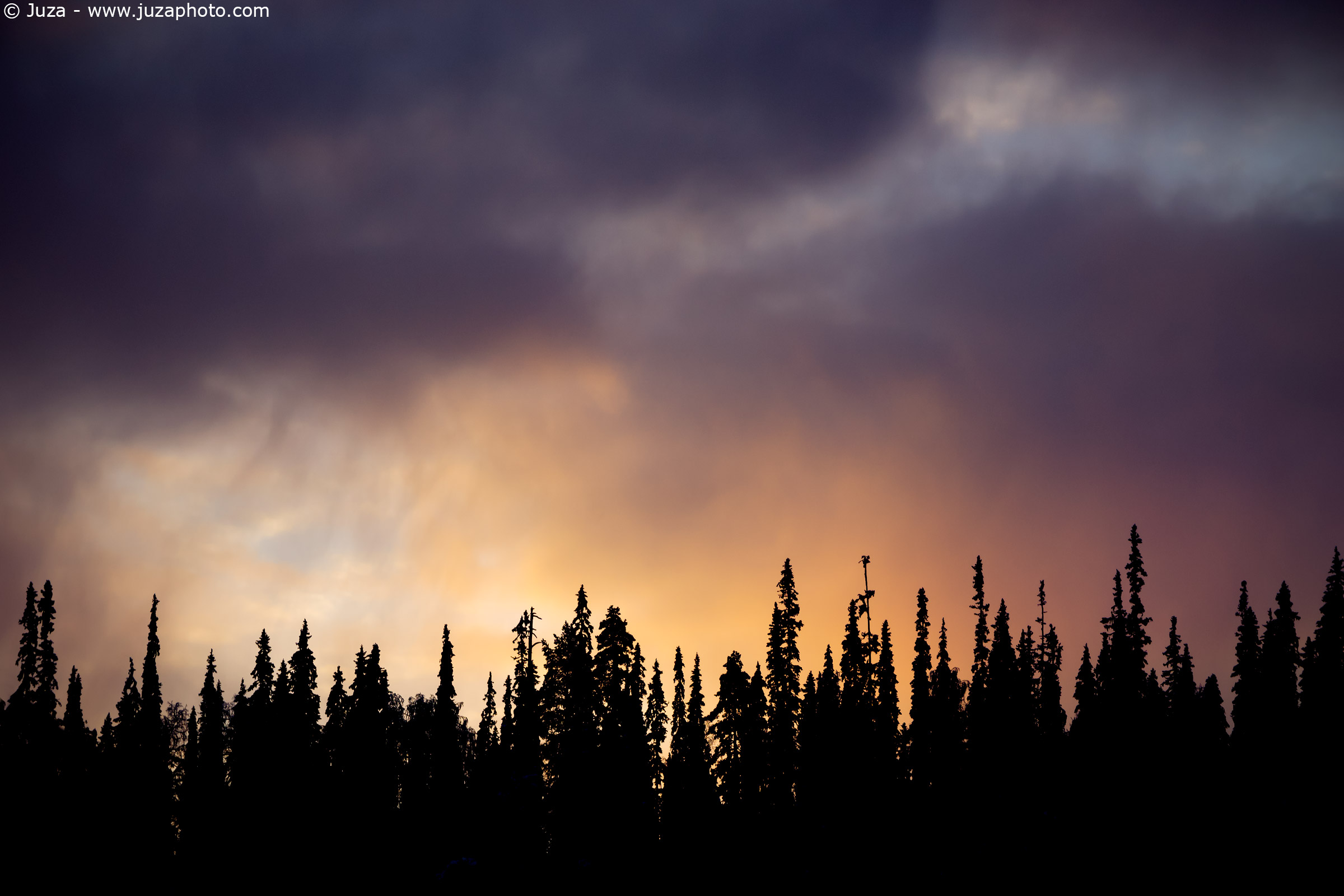 Silhouette of firs, Finland
