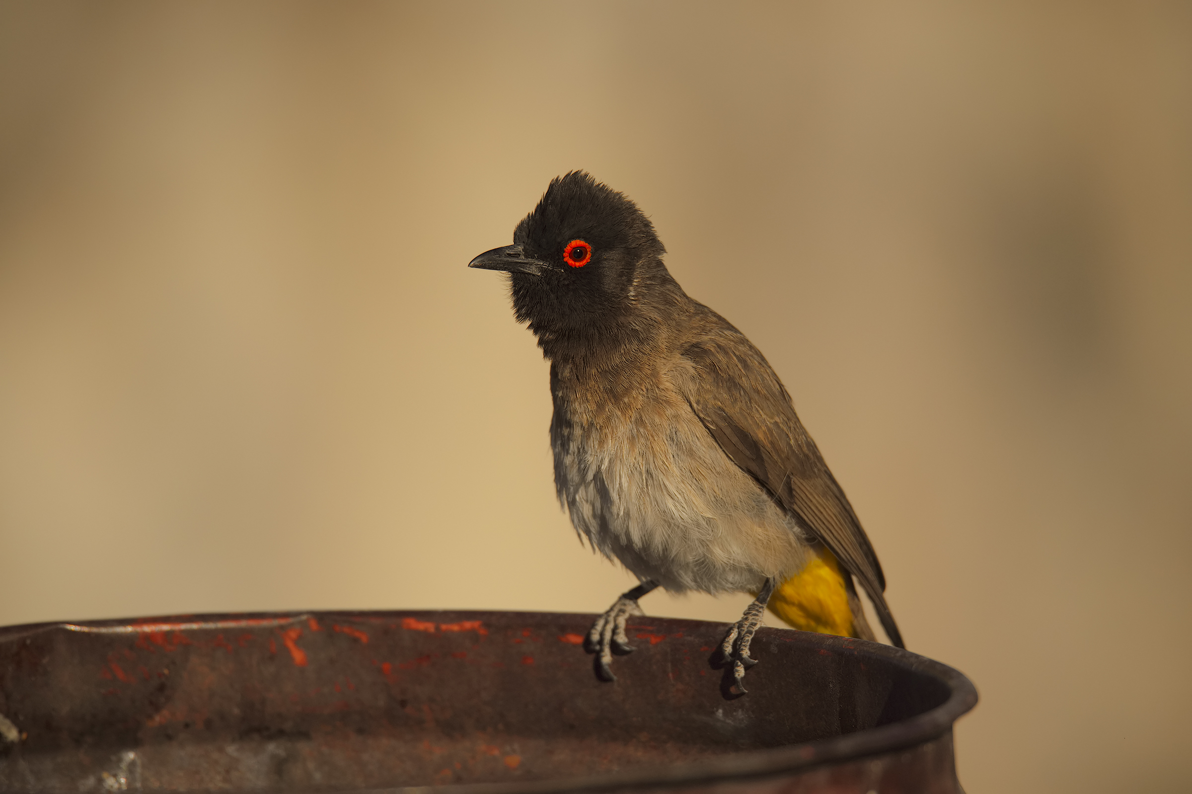 The BullBull and the trash