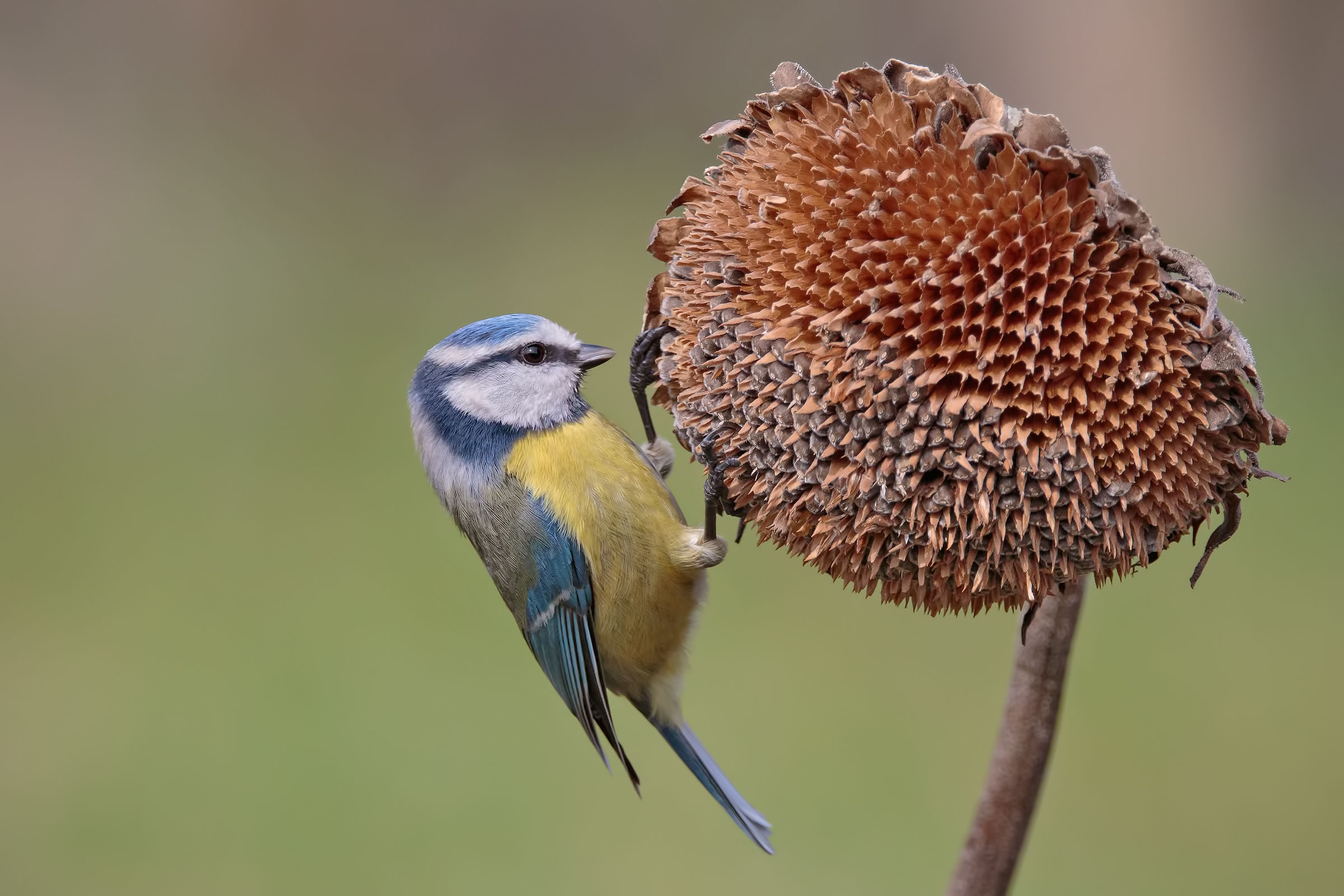In the field of sunflowers