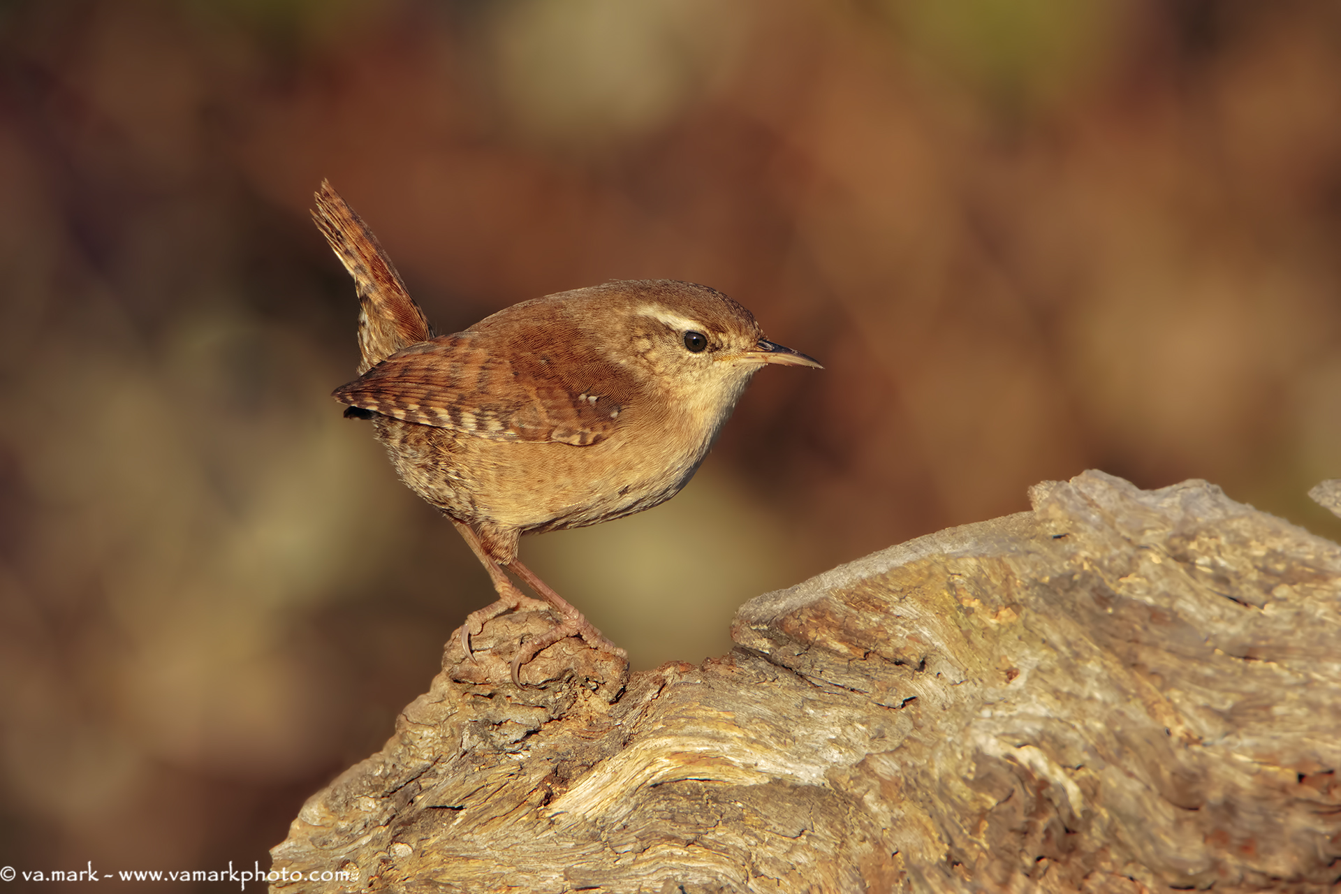 Wren