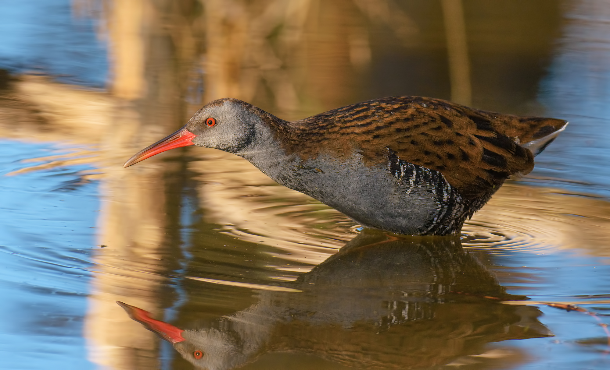 Water rail.