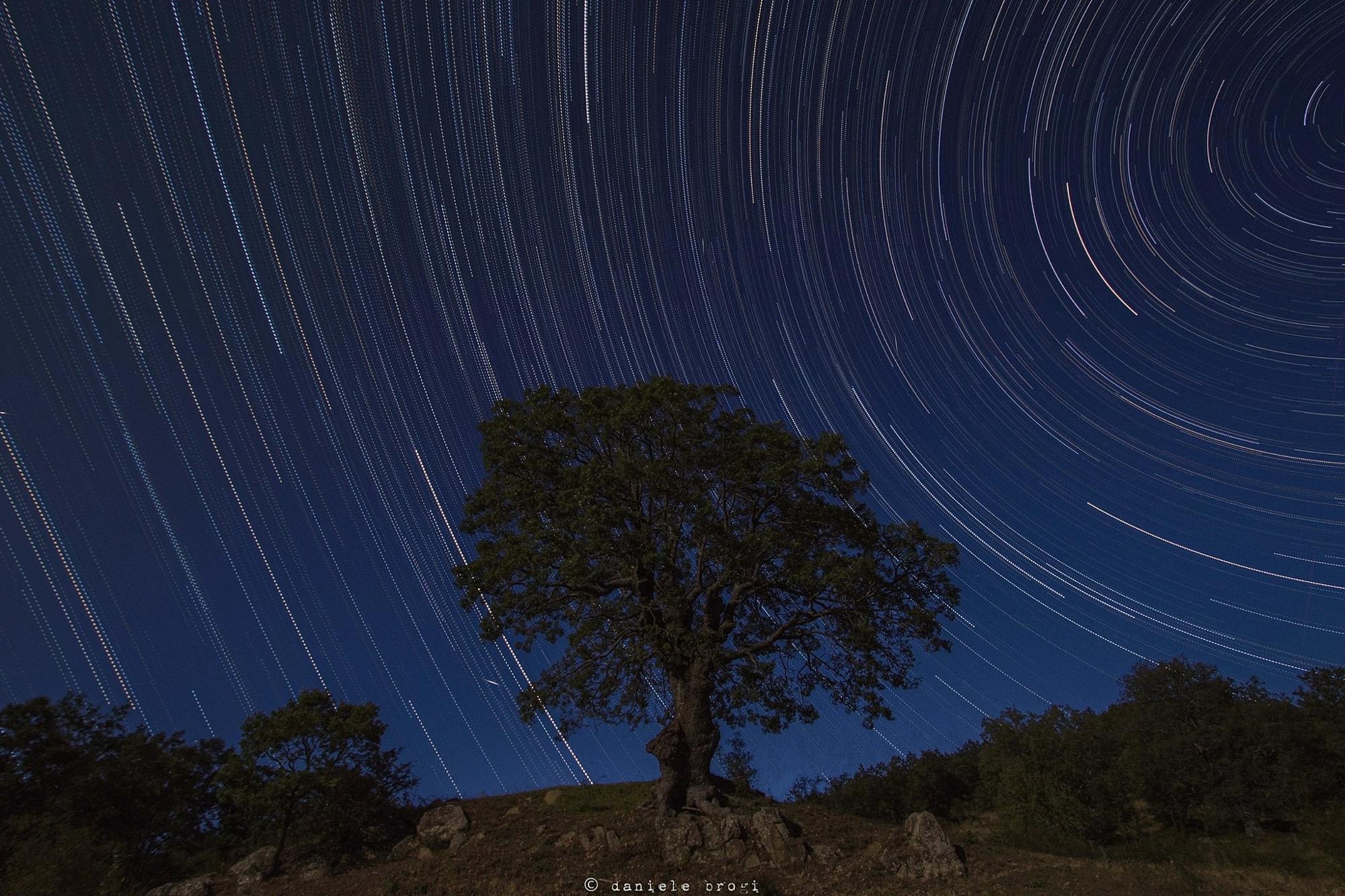 Calabria "La Grande Quercia"