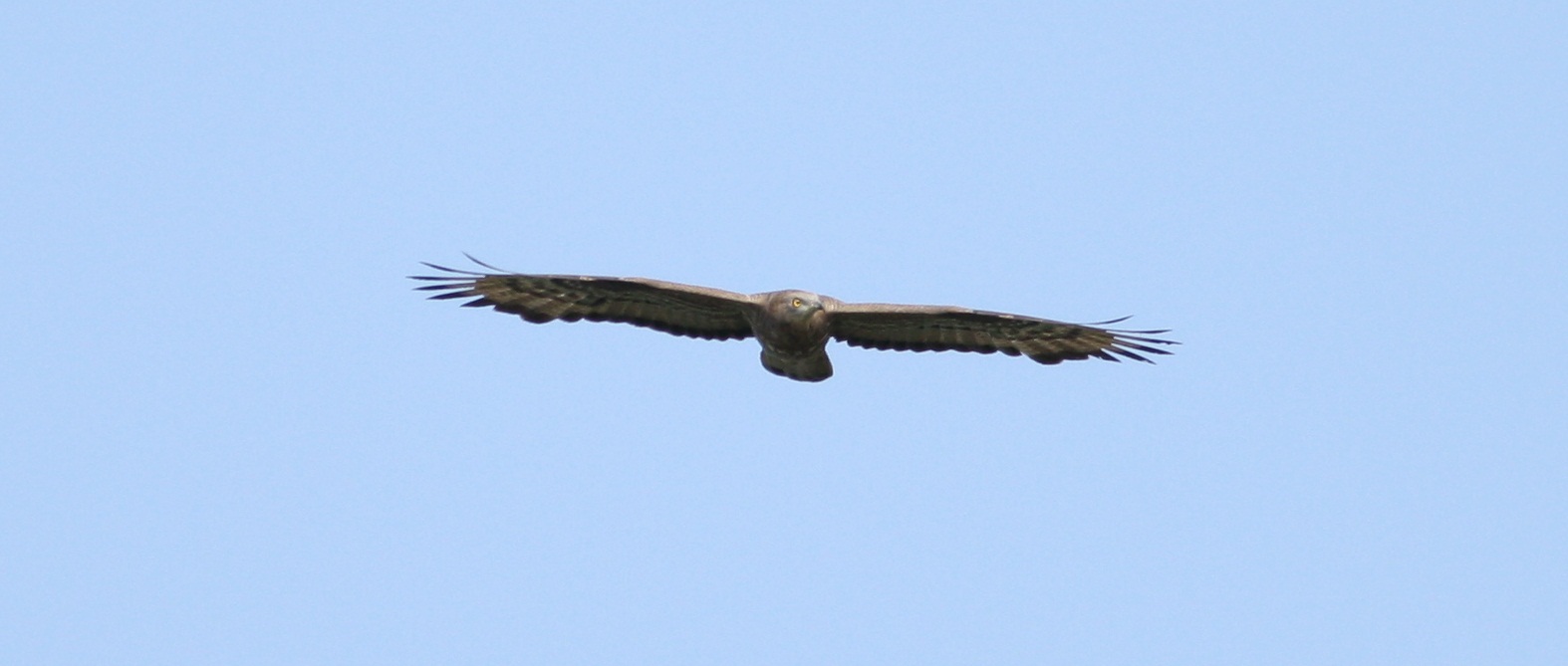 Buzzard hawk