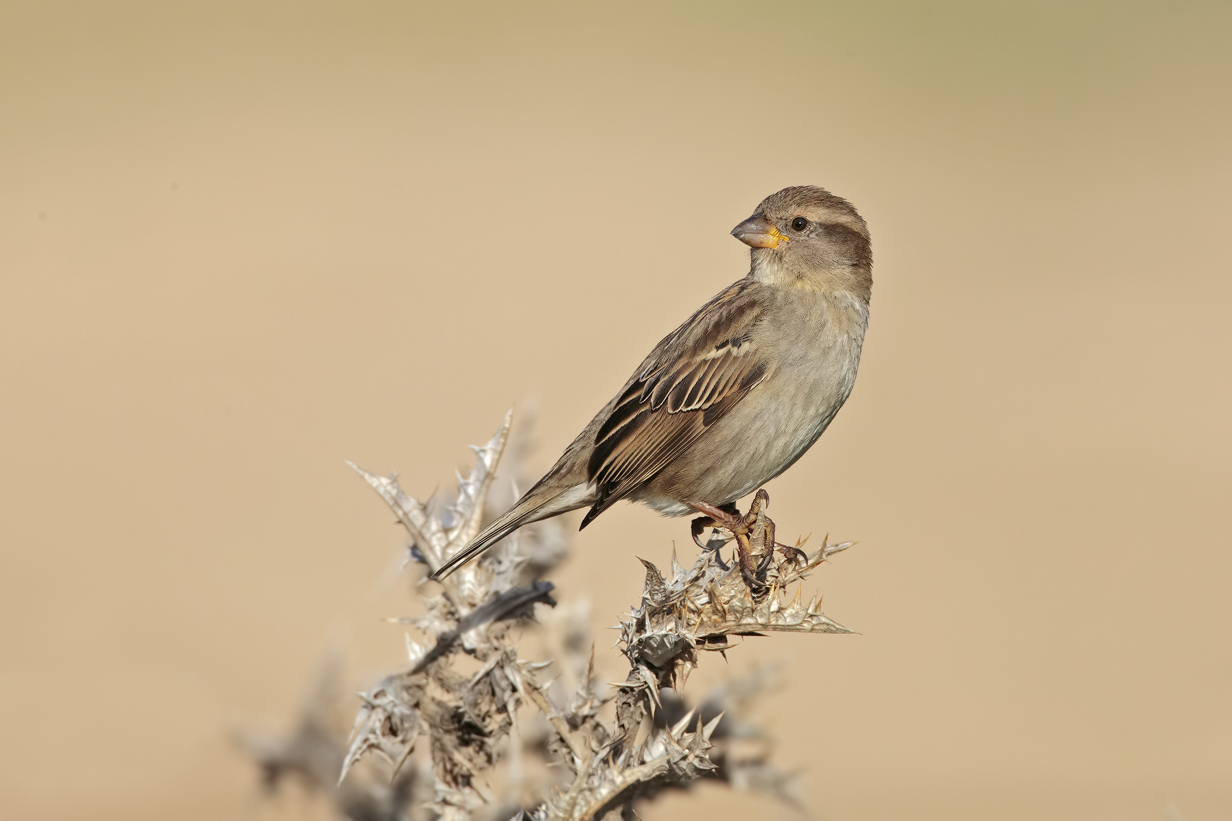 Sparrow