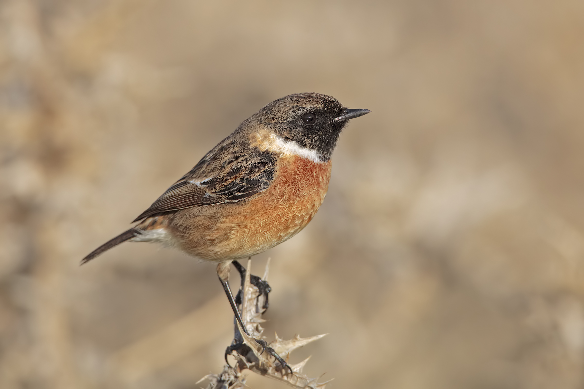 stonechat