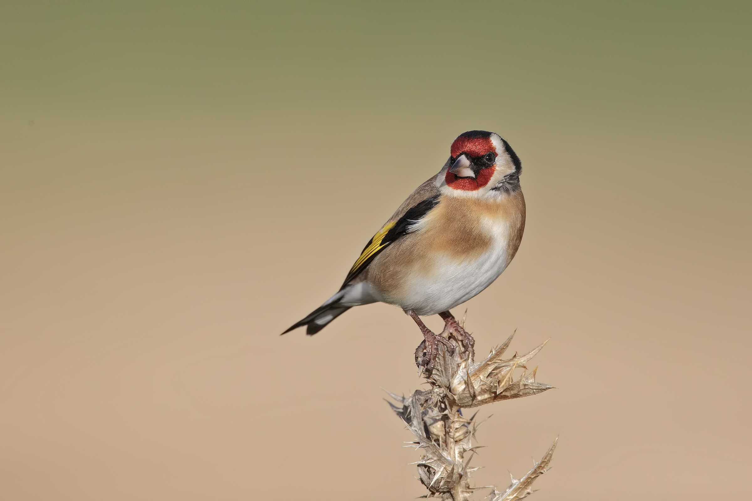 Goldfinch
