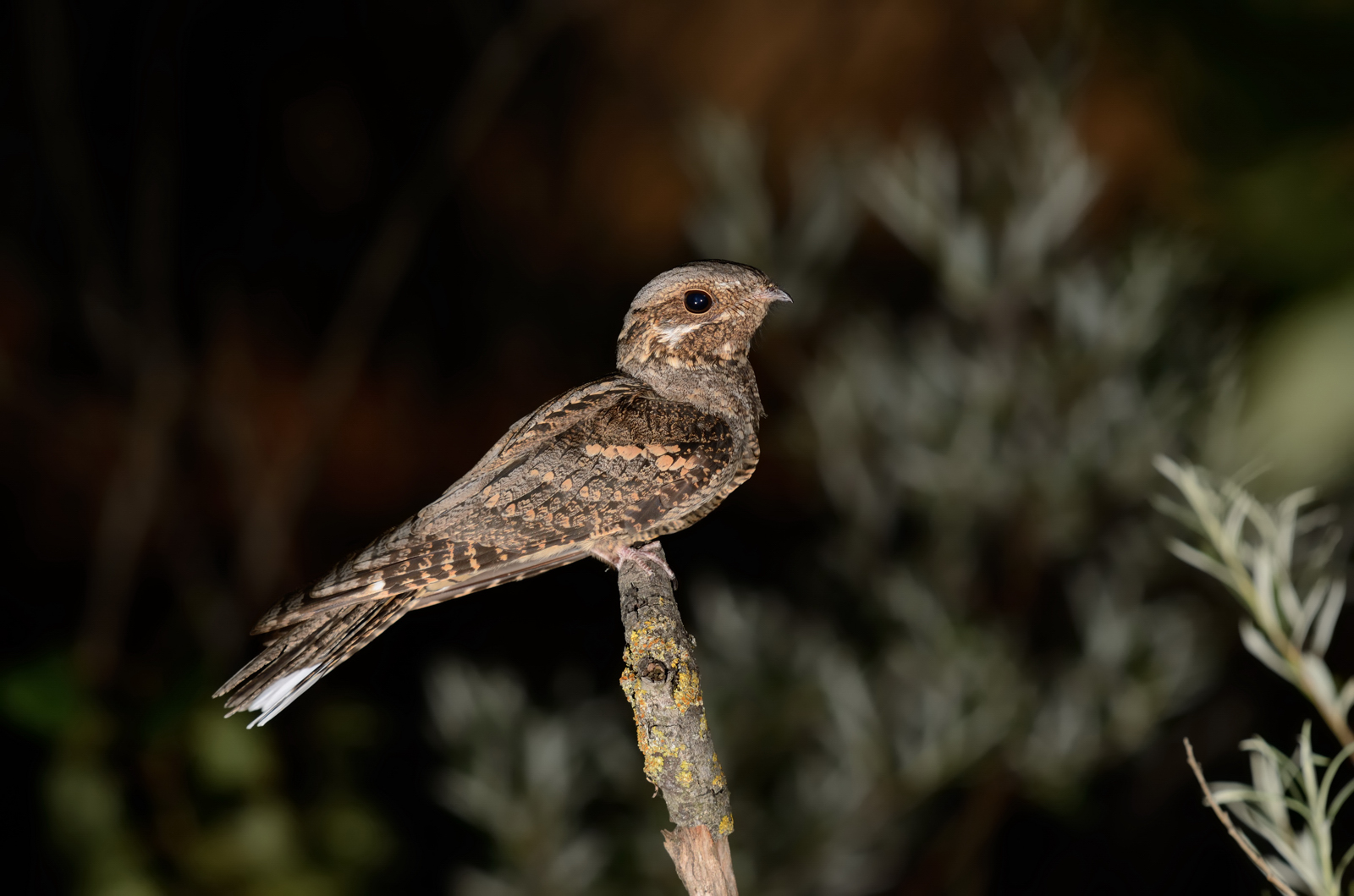 nightjar