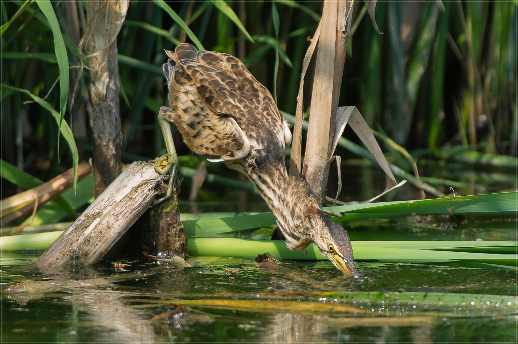 Tarabusino - ...in caccia!