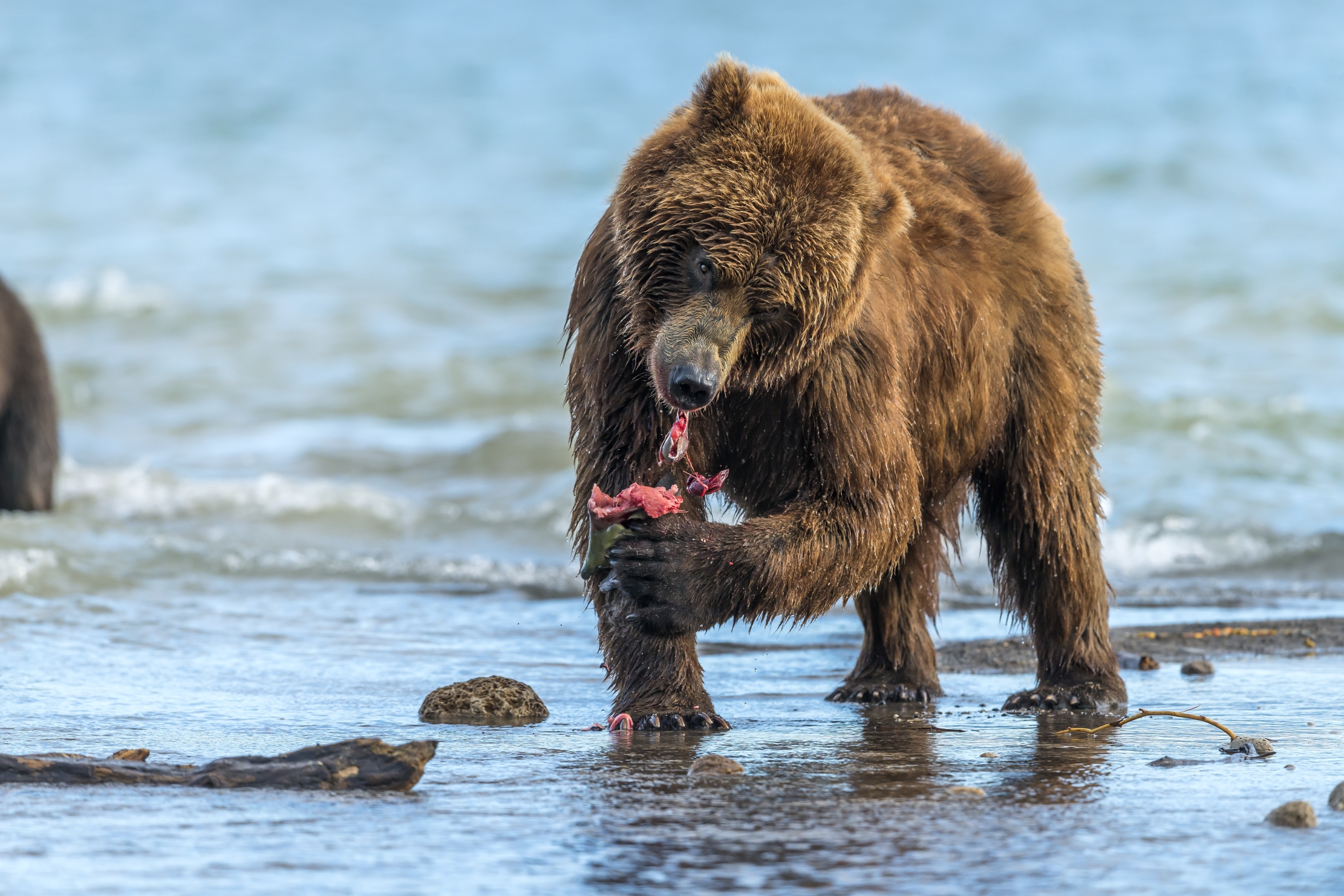 Kamchatka 2016 - Il bocconcino