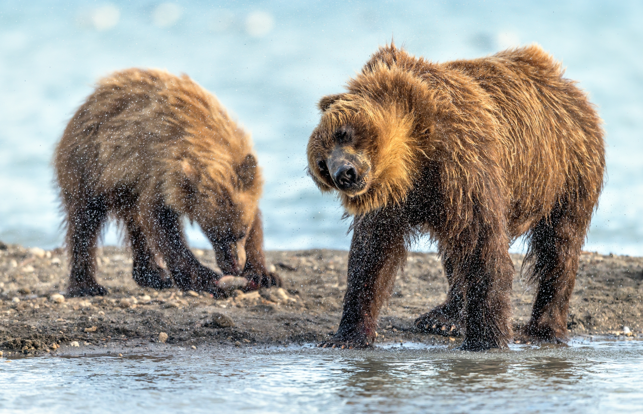 Kamchatka 2016 - Shaking